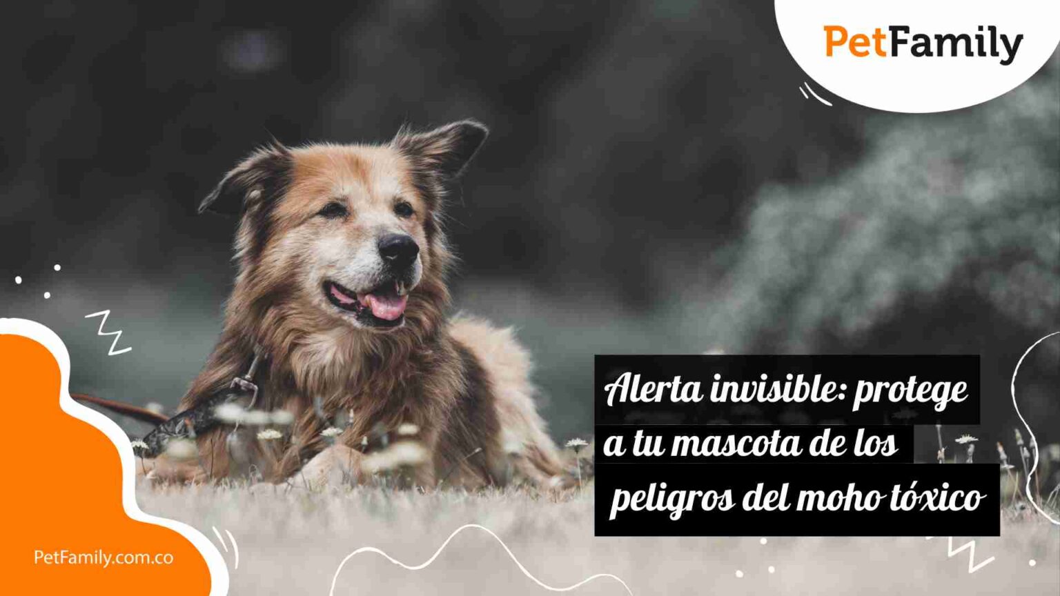 Alerta invisible: protege a tu mascota de los peligros del moho tóxico ...