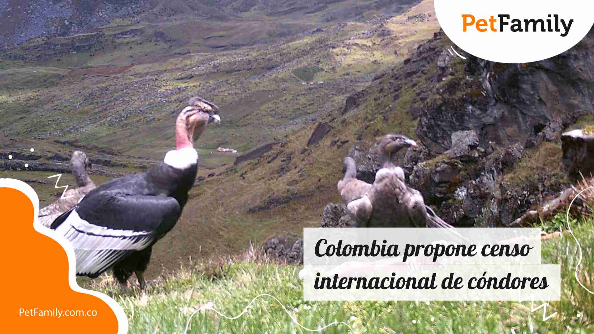 Colombia propone censo internacional de cóndores