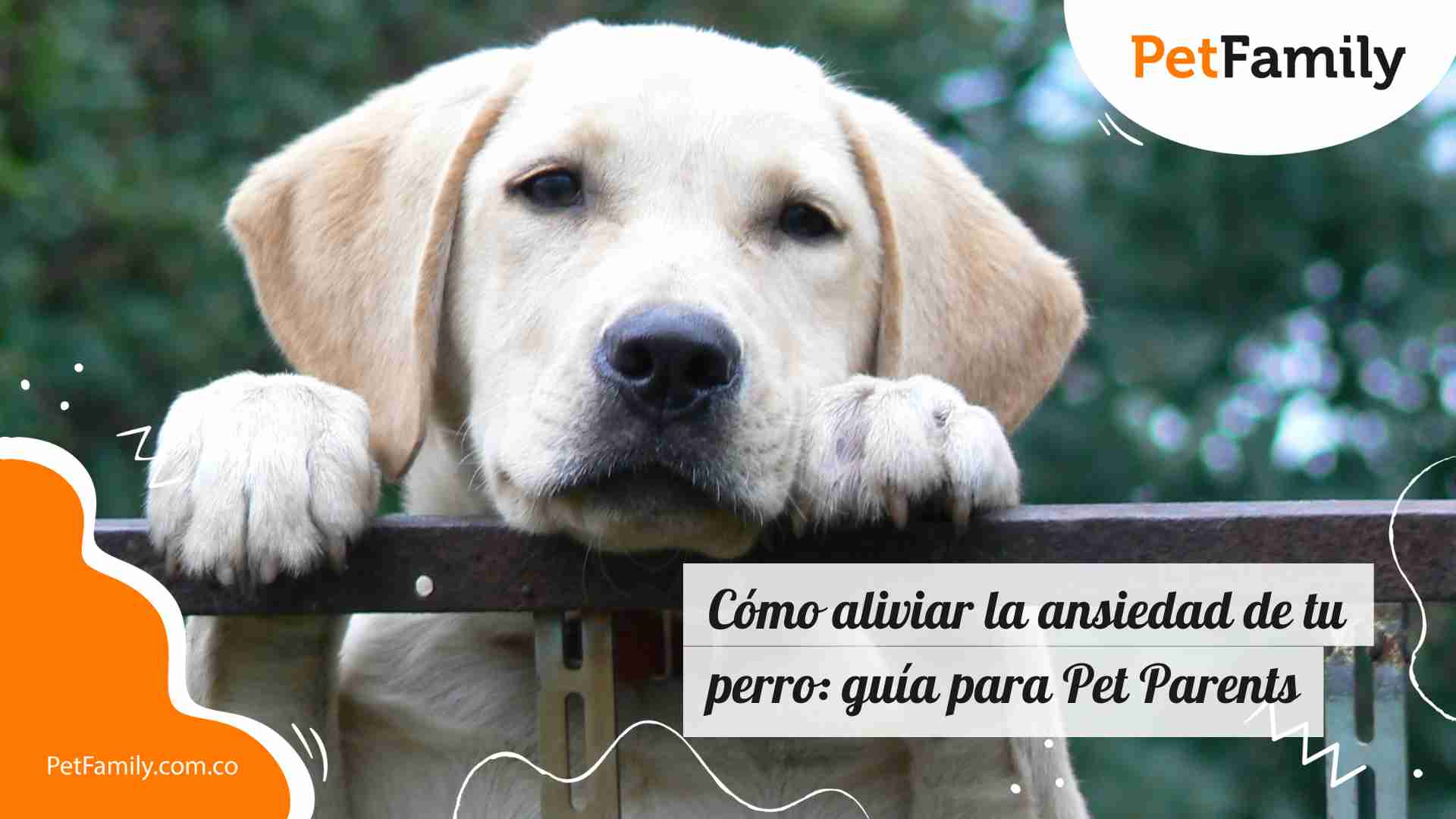 Cómo aliviar la ansiedad de tu perro: guía para Pet Parents 