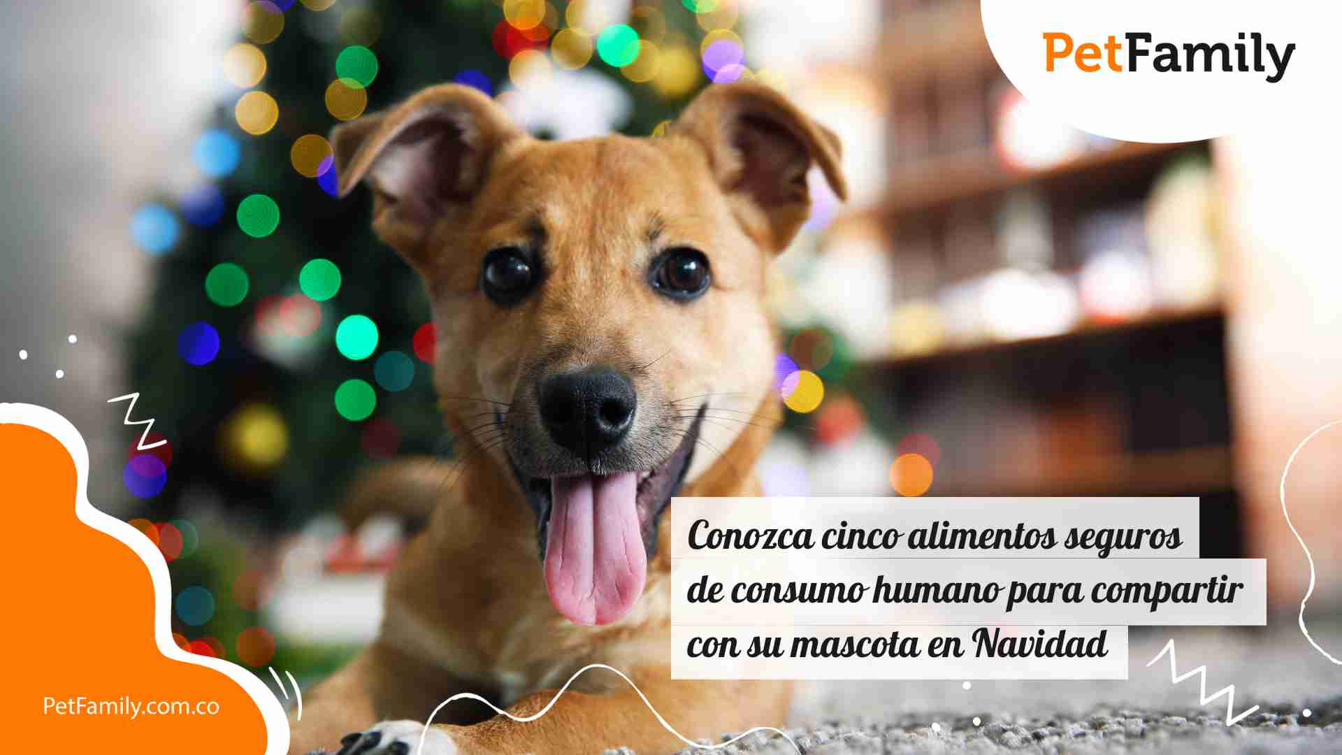 Conozca cinco alimentos seguros de consumo humano para compartir con su mascota en Navidad