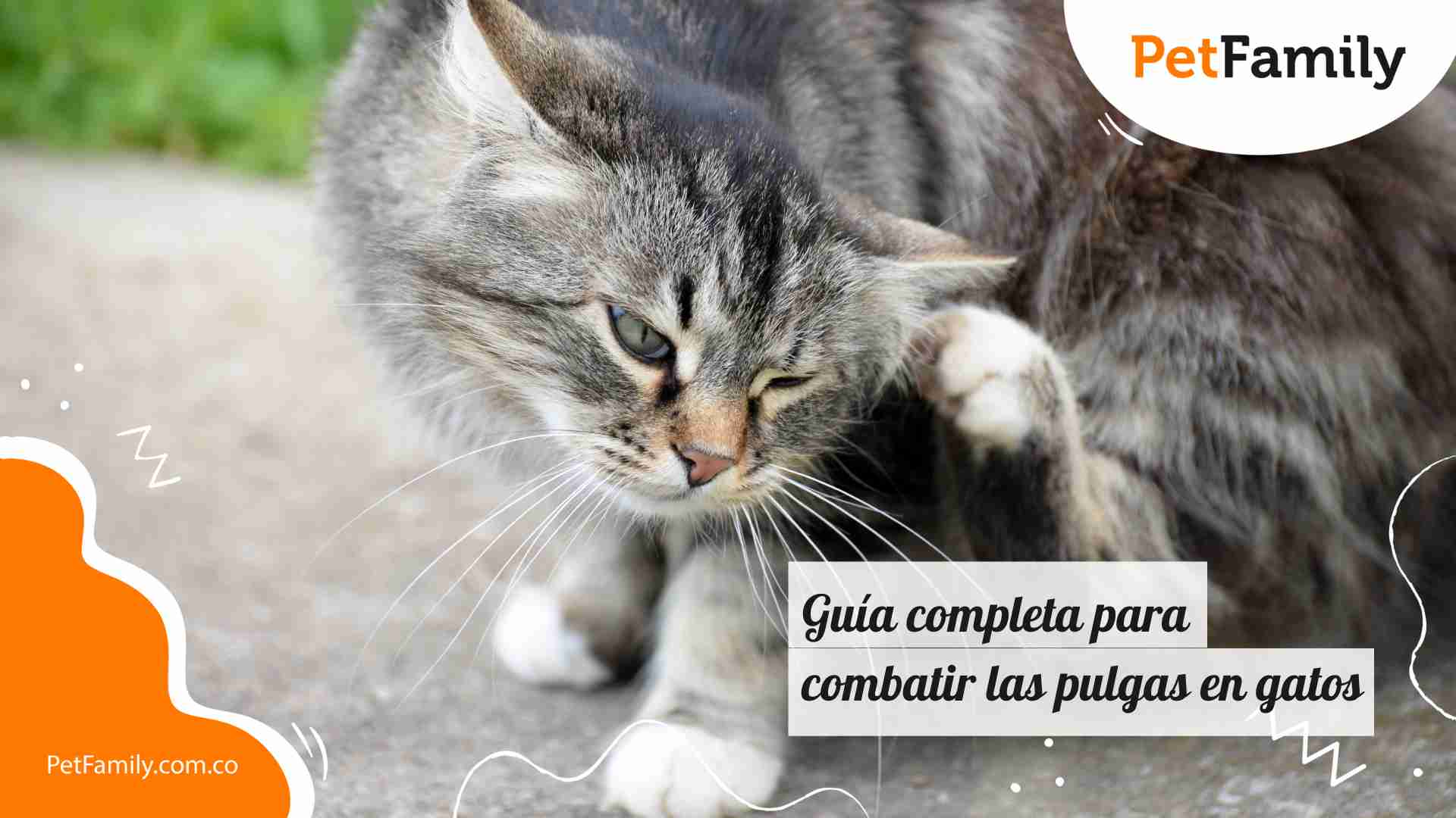 Guía completa para combatir las pulgas en gatos 
