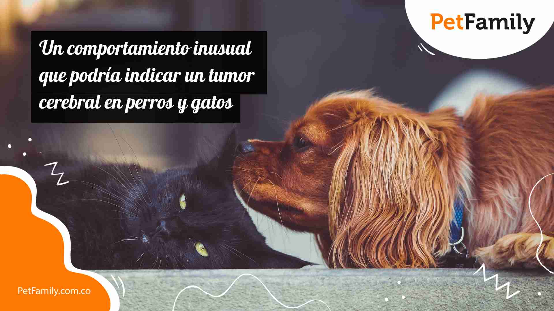 Un comportamiento inusual que podría indicar un tumor cerebral en perros y gatos 