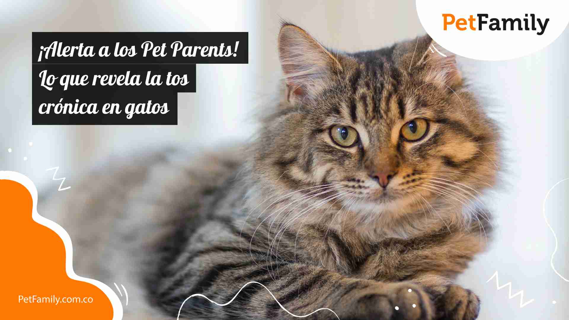 ¡Alerta a los Pet Parents! Lo que revela la tos crónica en gatos 