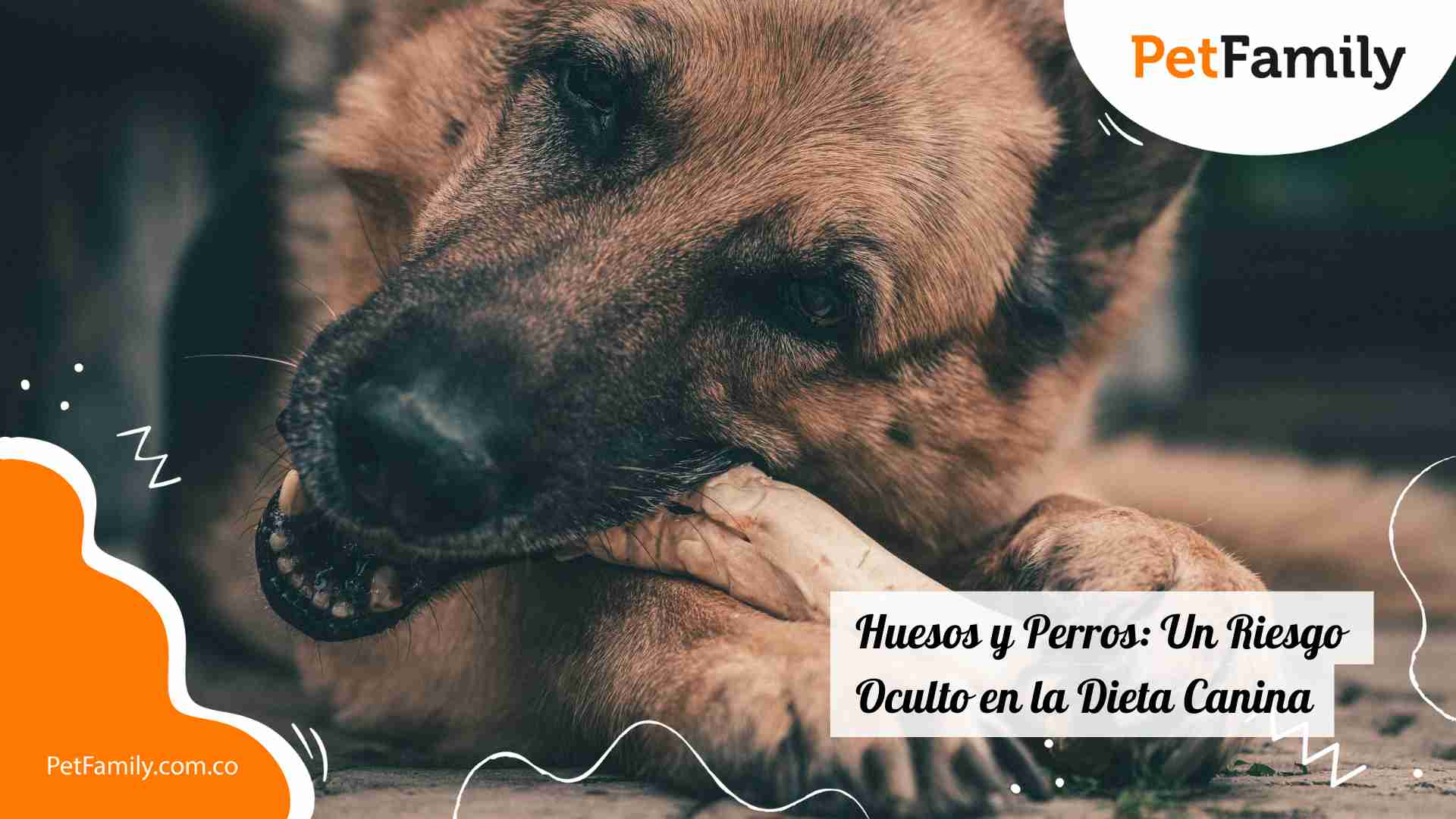 Huesos y Perros: Un Riesgo Oculto en la Dieta Canina 