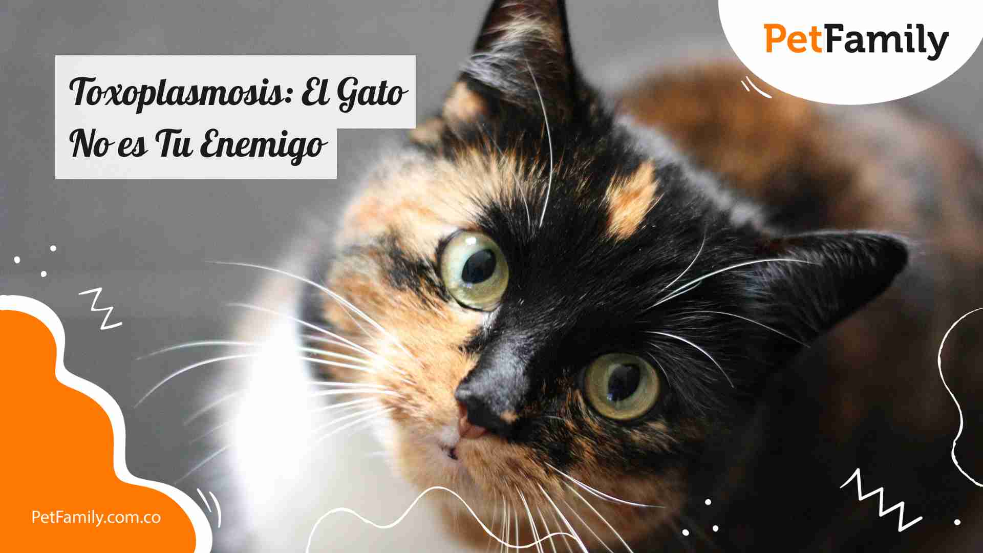 Toxoplasmosis: El Gato No es Tu Enemigo