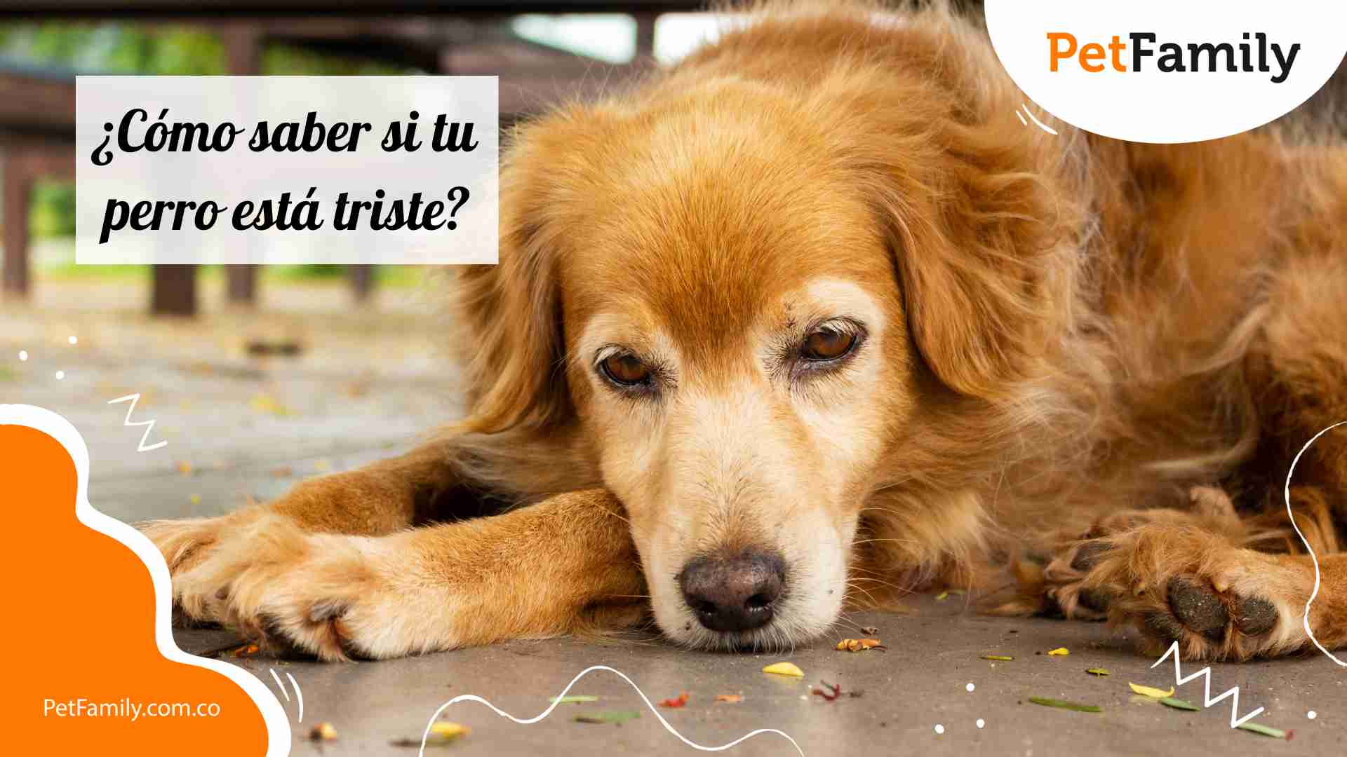 ¿Cómo saber si tu perro está triste? 