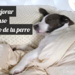 Cómo Mejorar el Descanso Nocturno de Tu Perro