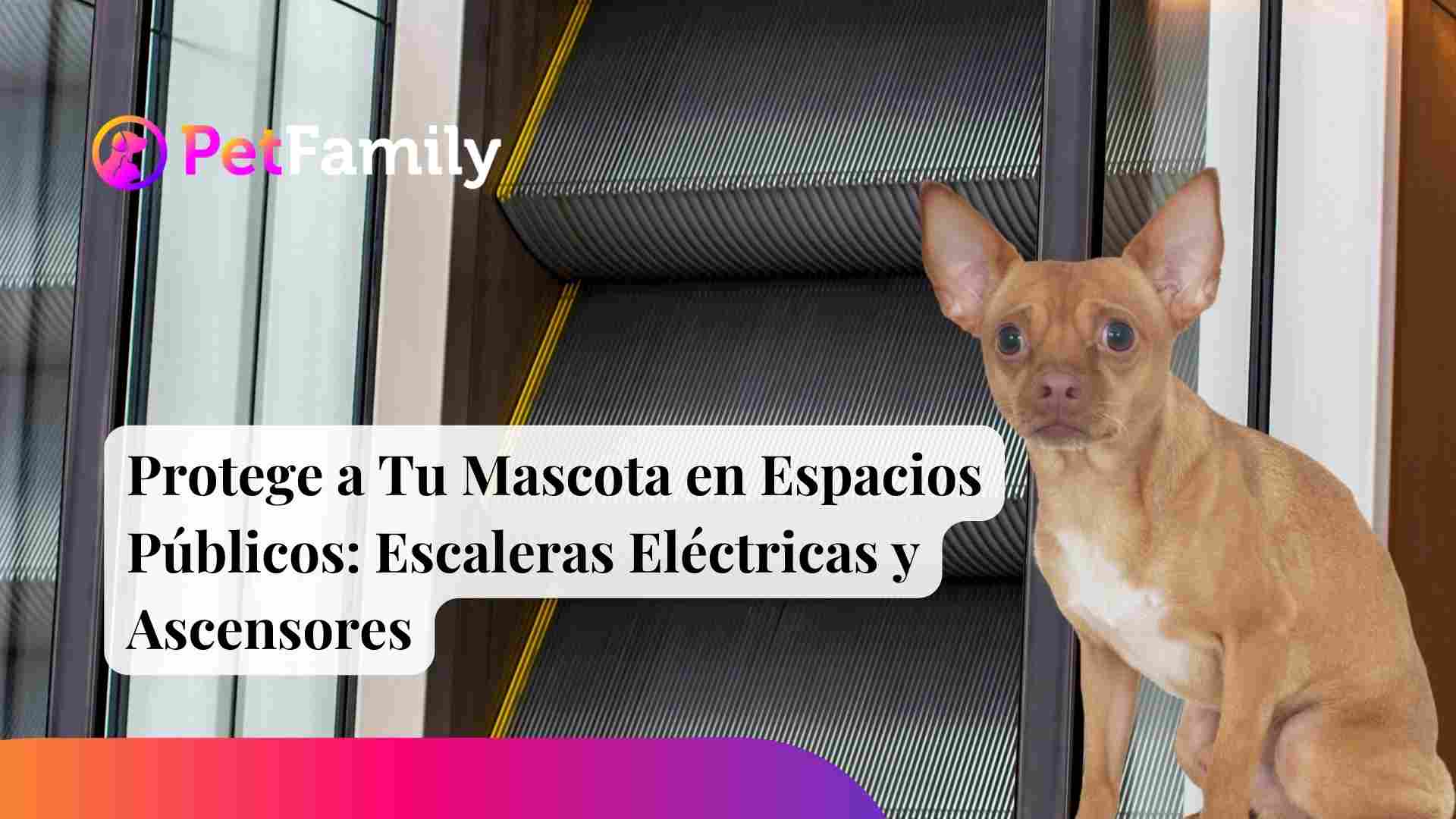 Cómo Asegurar la Seguridad de Tu Mascota en Espacios Públicos: Escaleras Eléctricas y Ascensores