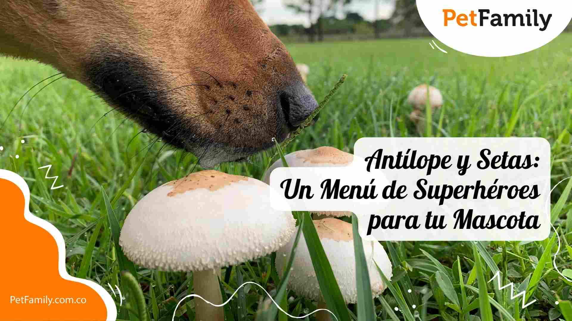 Aventuras Gastronómicas con Antílope y Setas: Un Menú de Superhéroes para tu Mascota