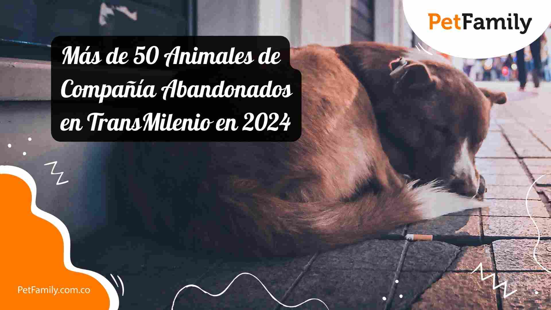 Más de 50 Animales de Compañía Abandonados en TransMilenio en 2024: Una Realidad Inquietante