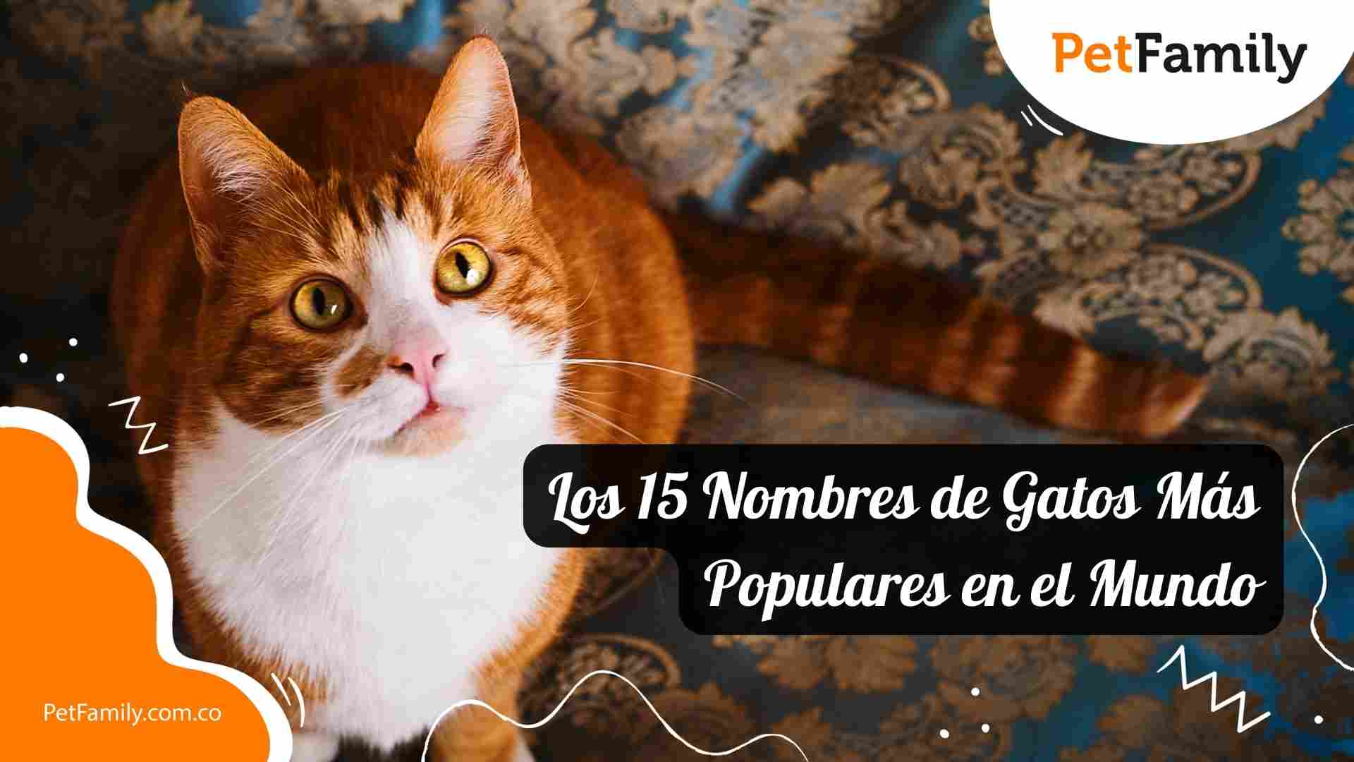 Los 15 Nombres de Gatos Más Populares en el Mundo: ¡Encuentra el Perfecto para tu Minino!