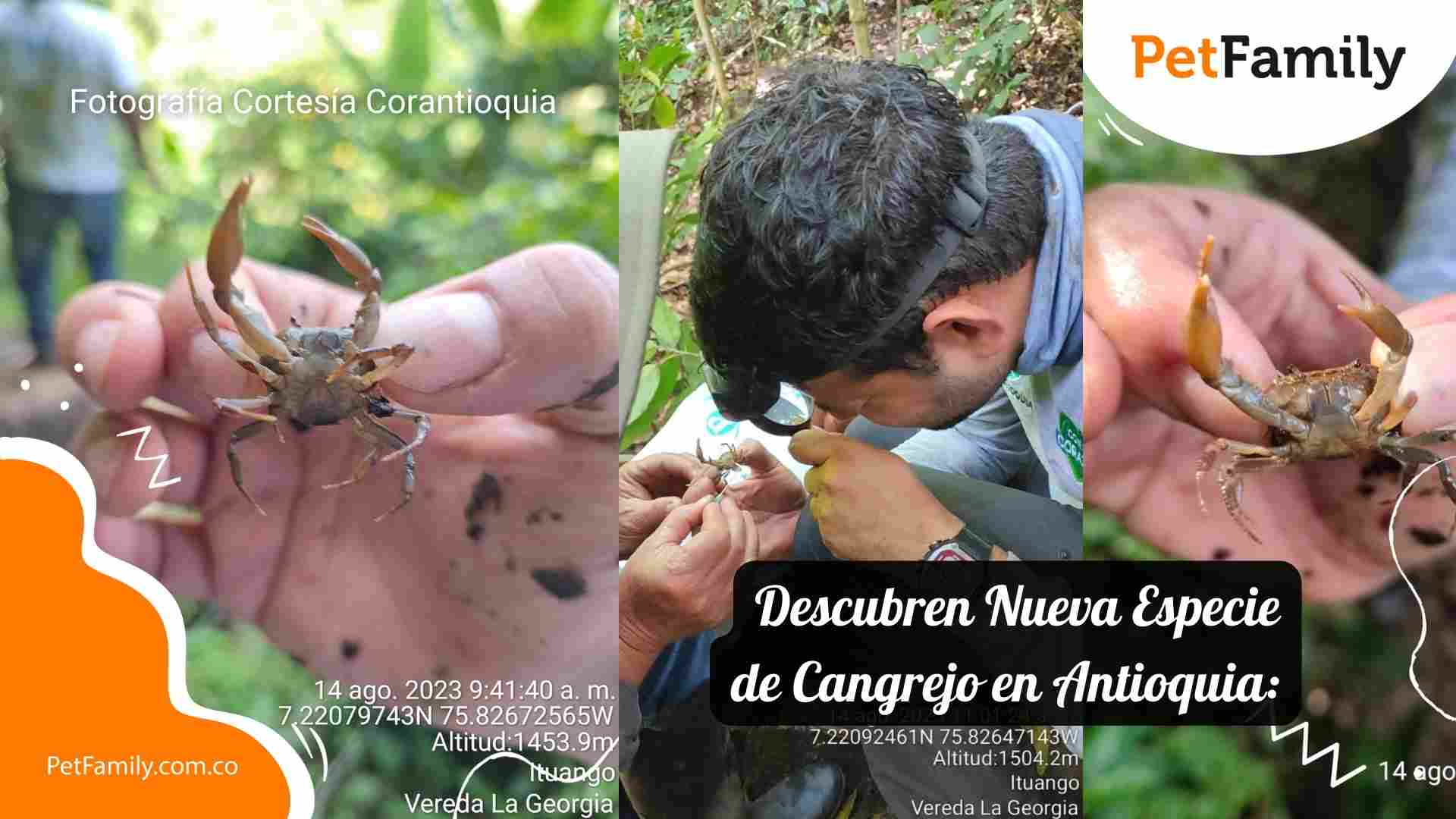 Descubren Nueva Especie de Cangrejo en Antioquia: Un Hito para la Conservación
