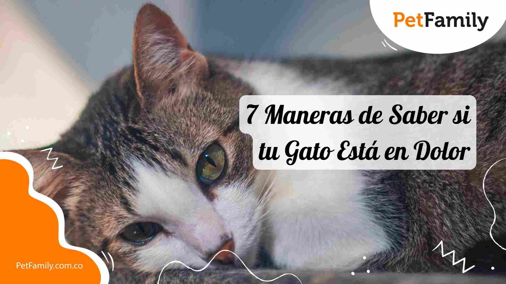 7 Maneras de Saber si tu Gato Está en Dolor – ¡Algunas Te Sorprenderán!