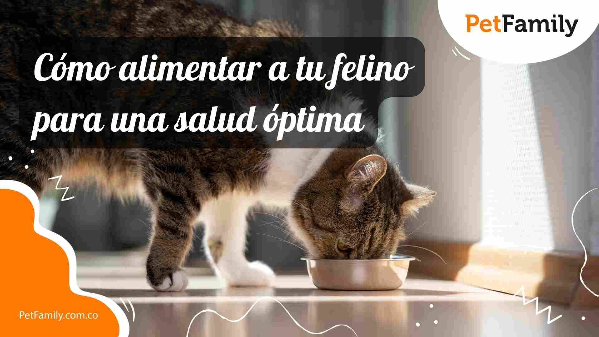Cómo Alimentar a tu Felino para una Salud Óptima 