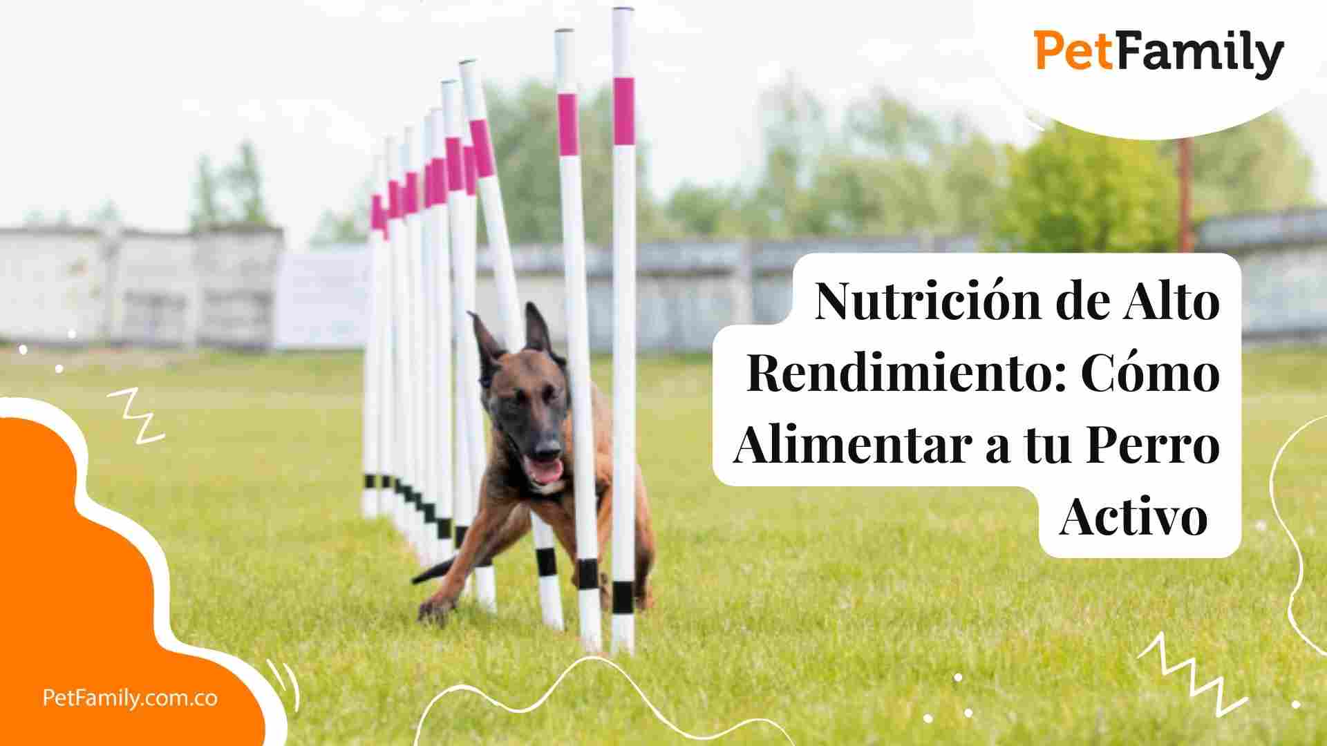 Nutrición de Alto Rendimiento: Cómo Alimentar a tu Perro Activo 