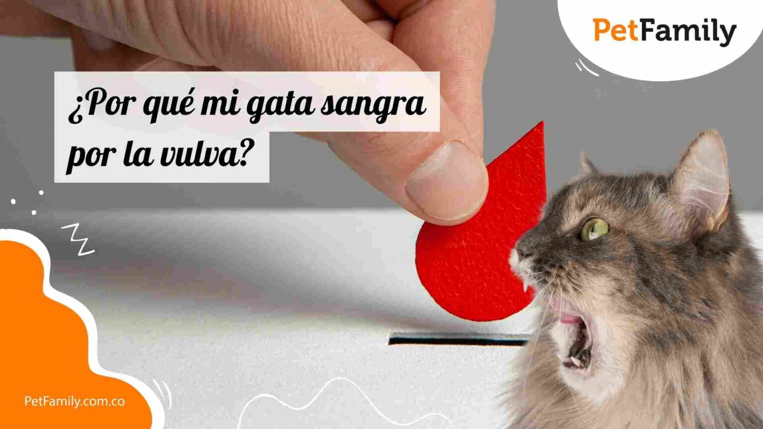 ¿Por qué mi gata sangra por la vulva? Causas y qué hacer - Pet Family
