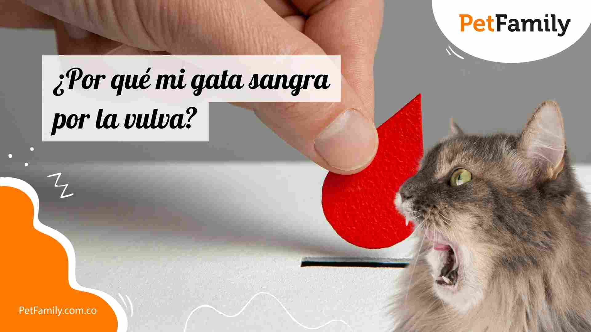 ¿Por qué mi gata sangra por la vulva? Causas y qué hacer