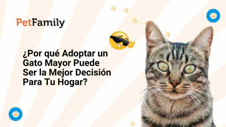 ¿Por Qué Adoptar un Gato Mayor Puede Ser la Mejor Decisión para Tu ...