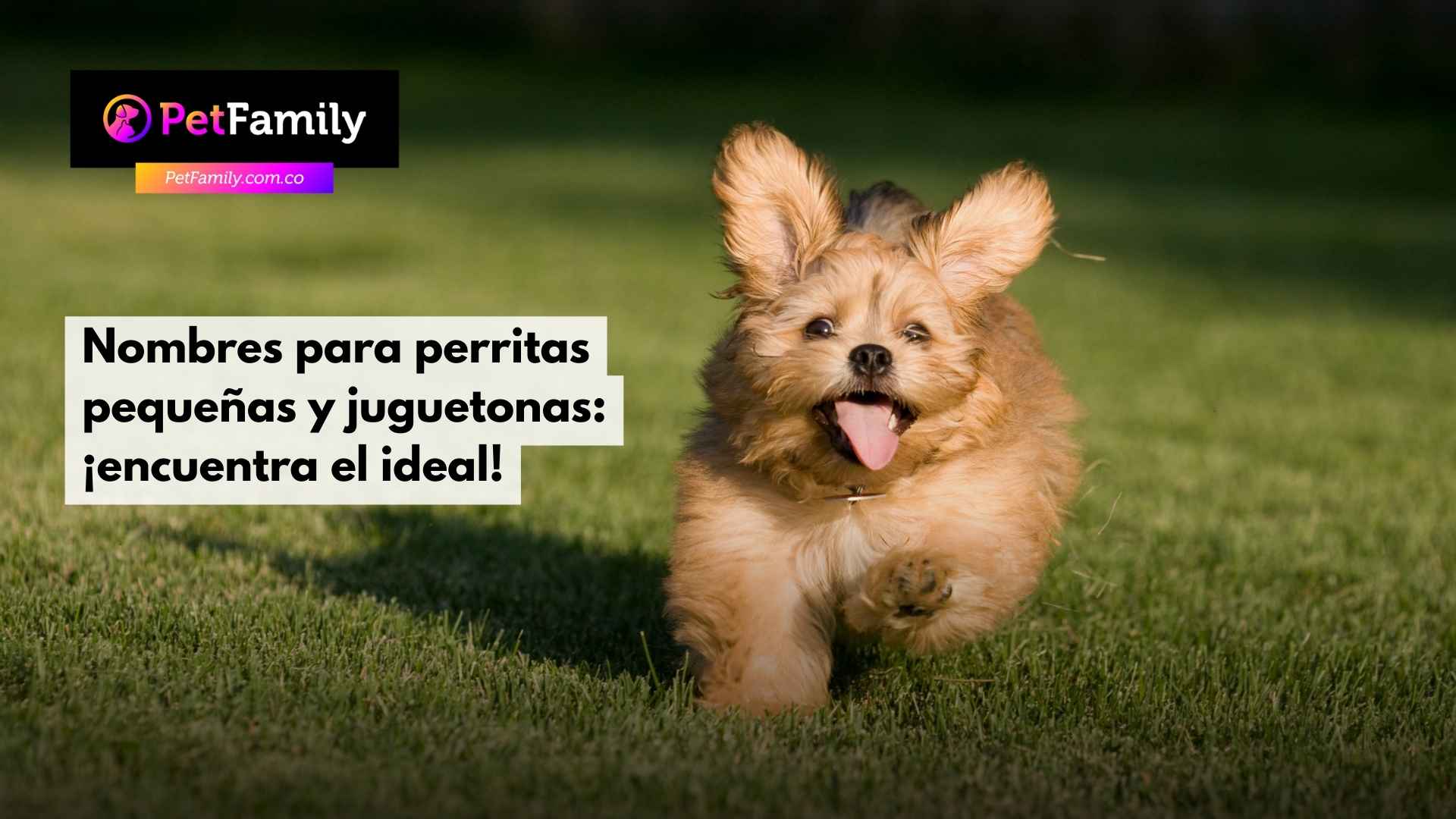 Nombres para perritas pequeñas y juguetonas: ¡encuentra el ideal!
