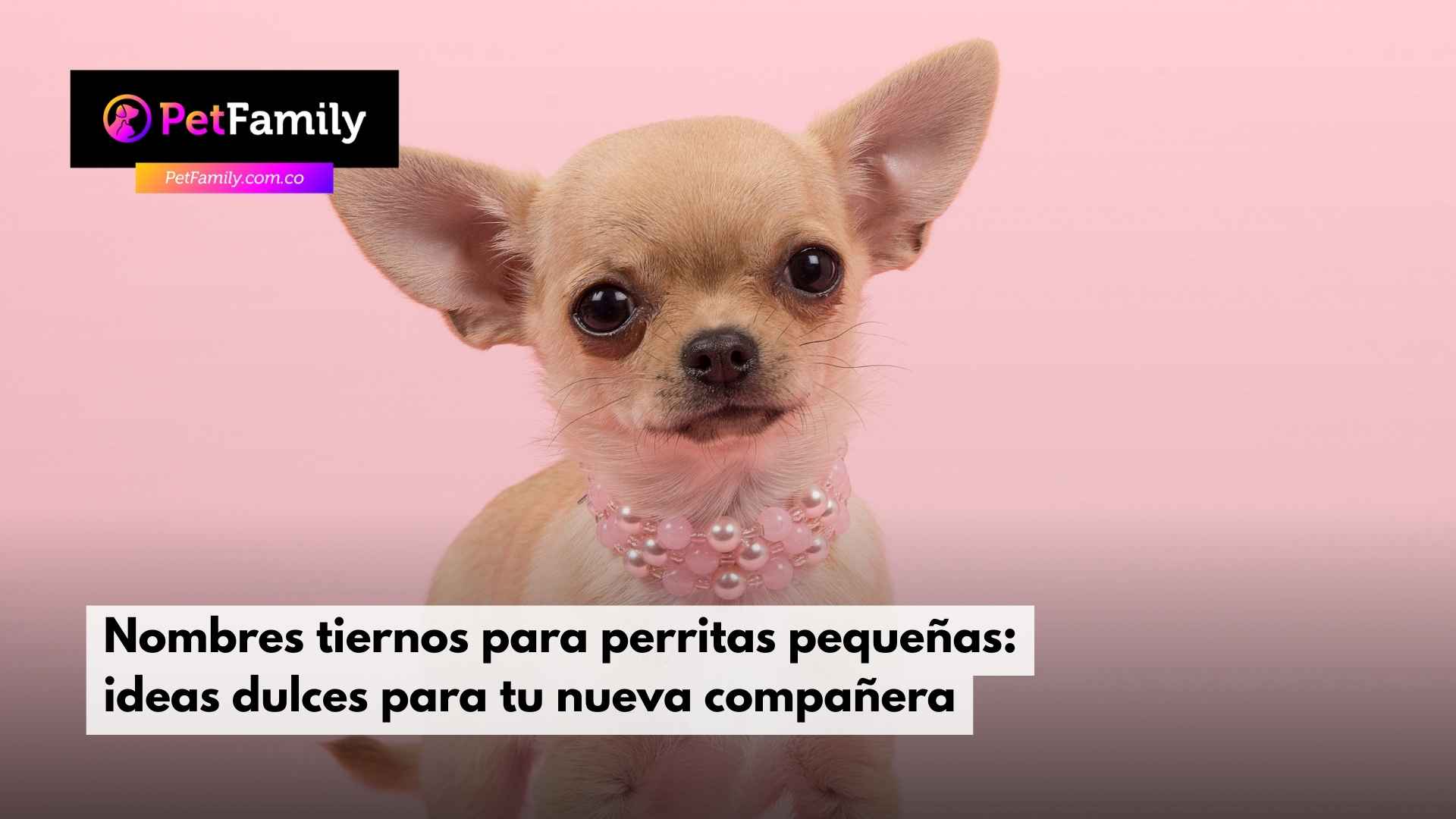 Nombres tiernos para perritas pequeñas: ideas dulces para tu nueva compañera