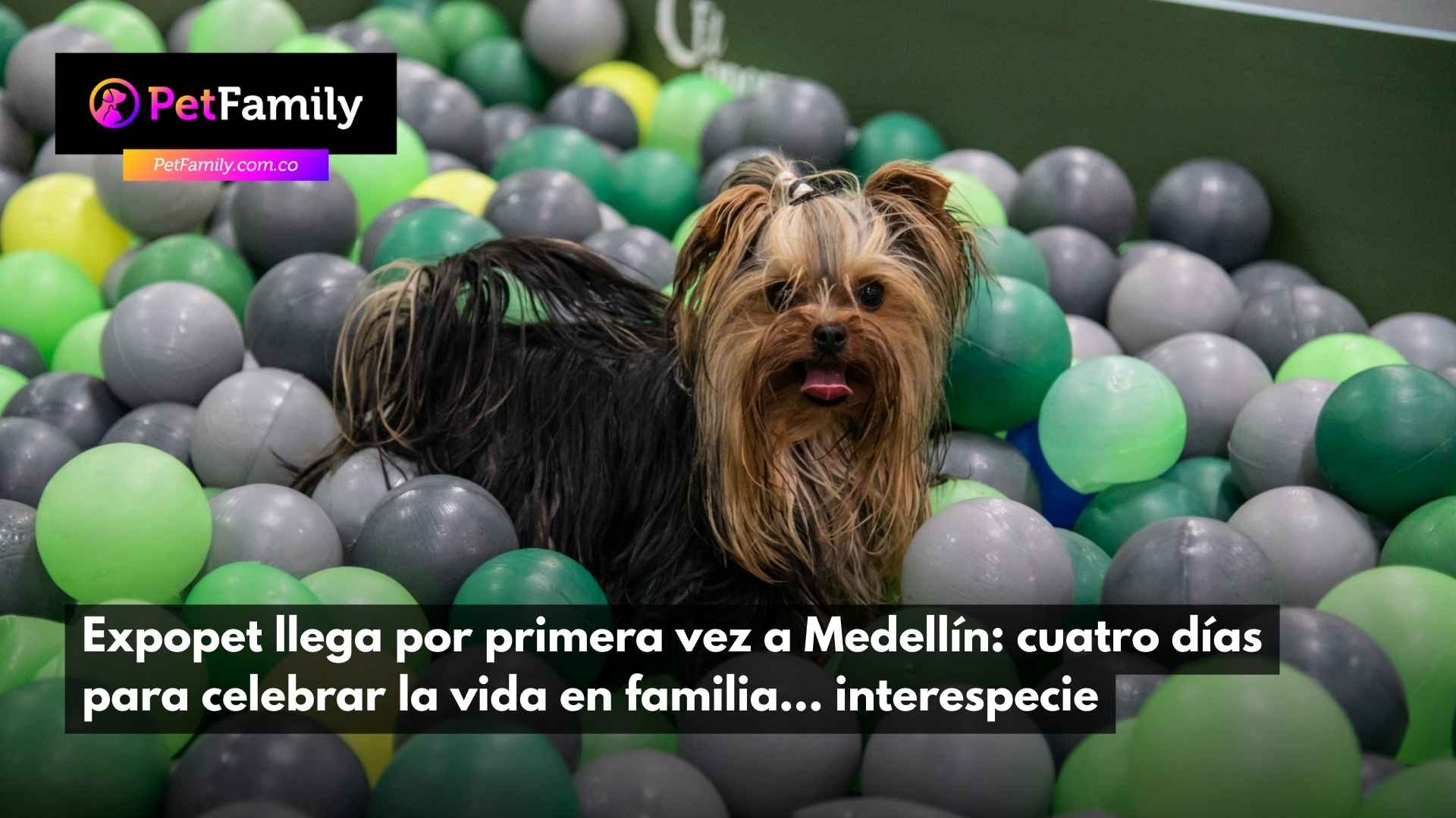 Expopet llega por primera vez a Medellín: cuatro días para celebrar la vida en familia… interespecie