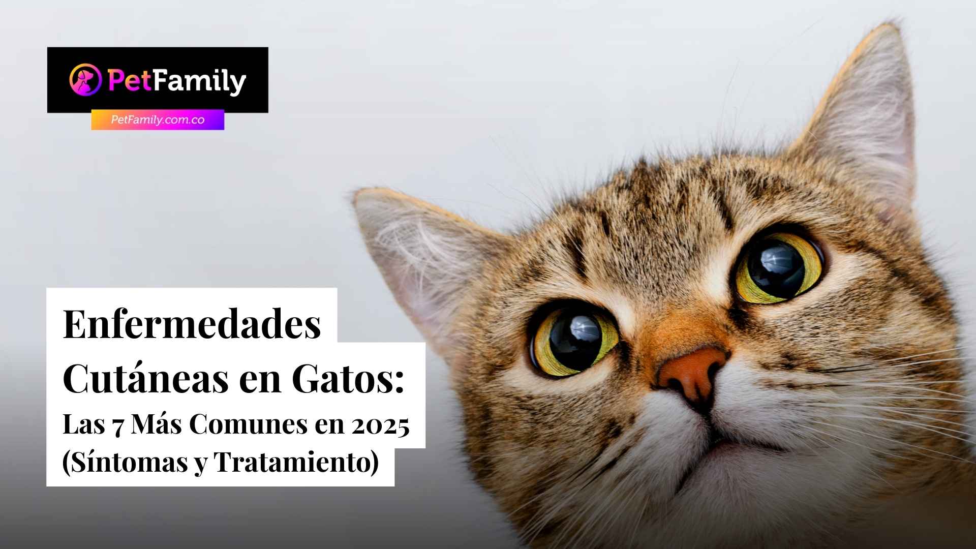 Enfermedades Cutáneas en Gatos: Las 7 Más Comunes en 2025 (Síntomas y Tratamiento)