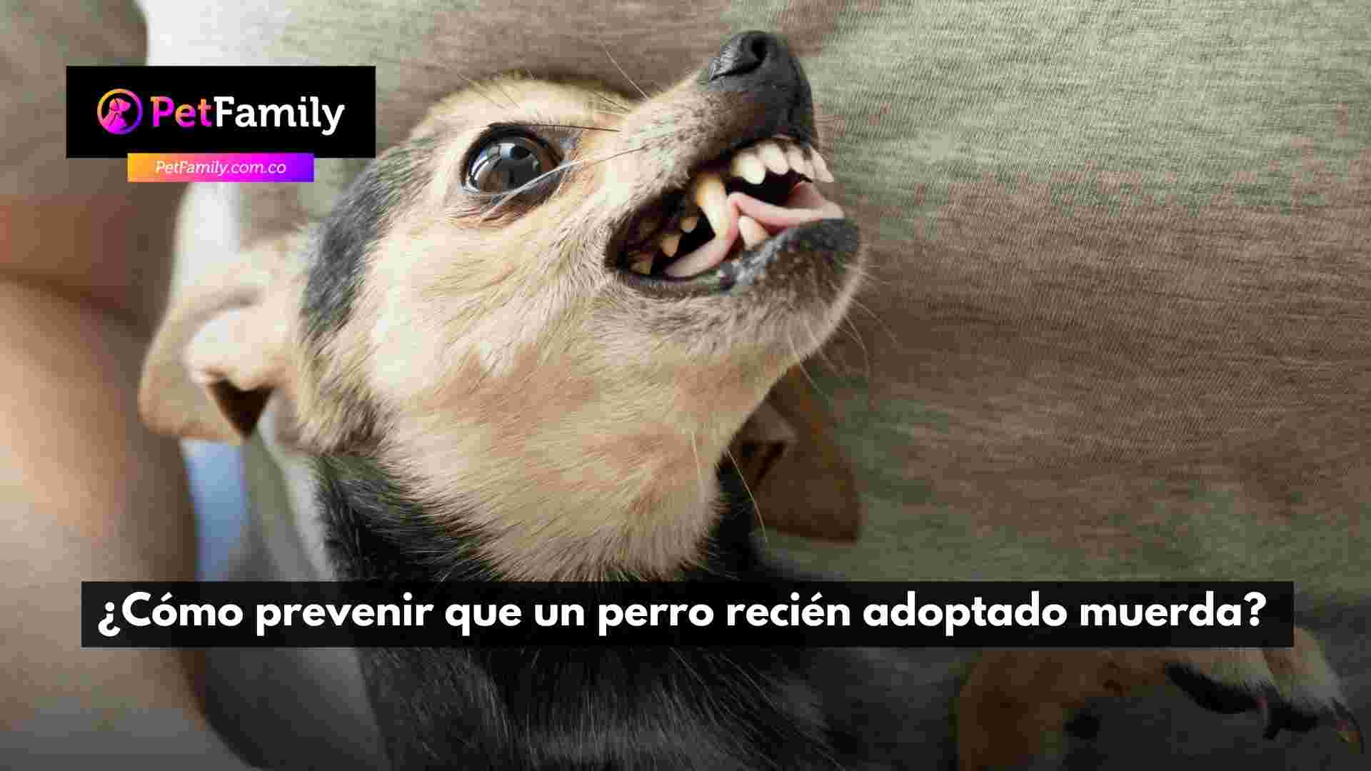 ¿Cómo prevenir que un perro recién adoptado muerda? 