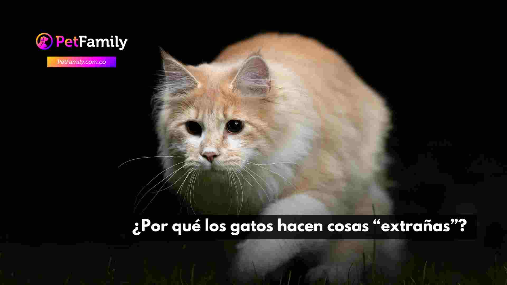 ¿Por qué los gatos hacen cosas “extrañas”?  