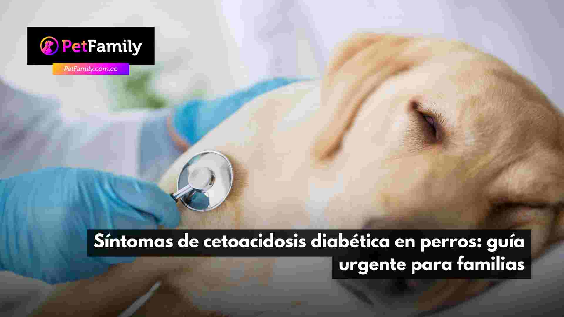 Síntomas de cetoacidosis diabética en perros: guía urgente para familias