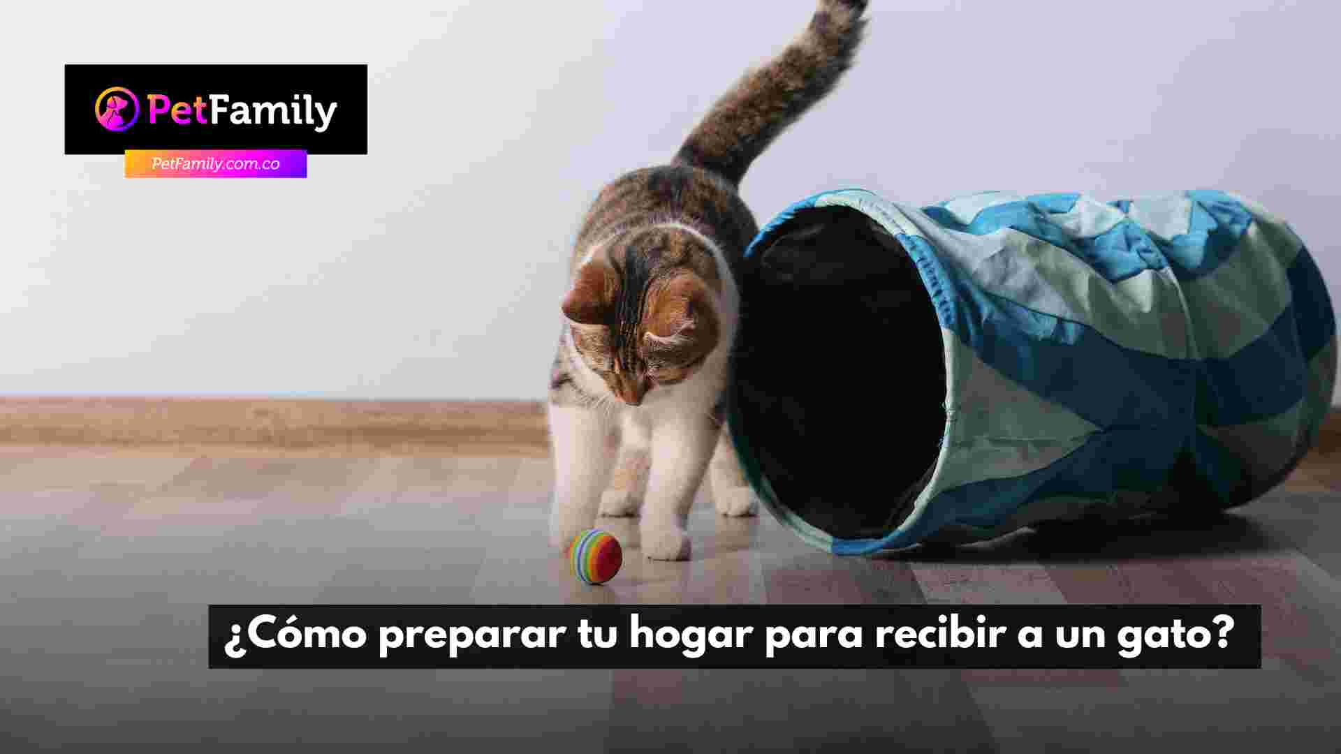 ¿Cómo preparar tu hogar para recibir a un gato? 