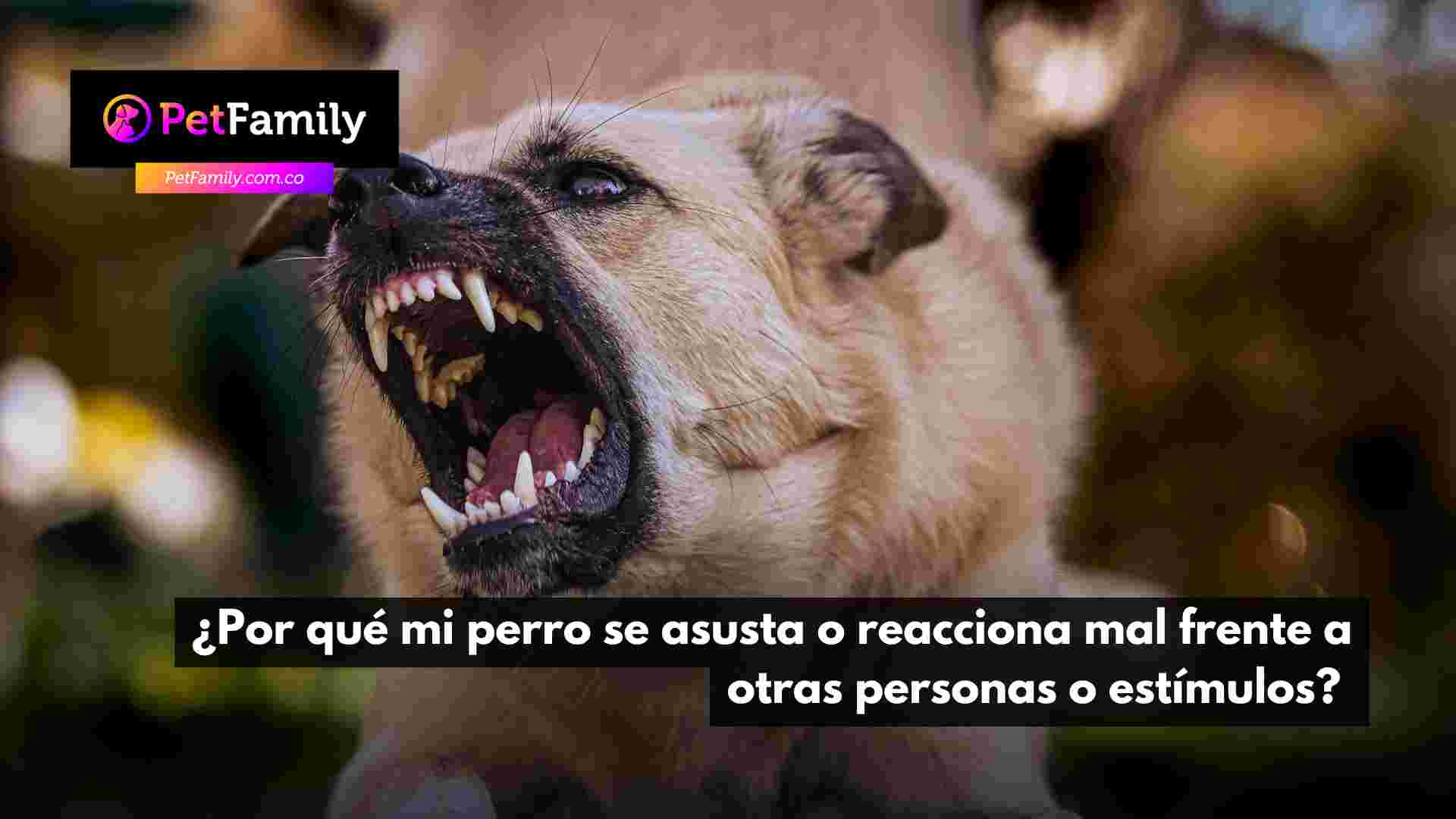 ¿Por qué mi perro se asusta o reacciona mal frente a otras personas o estímulos? 
