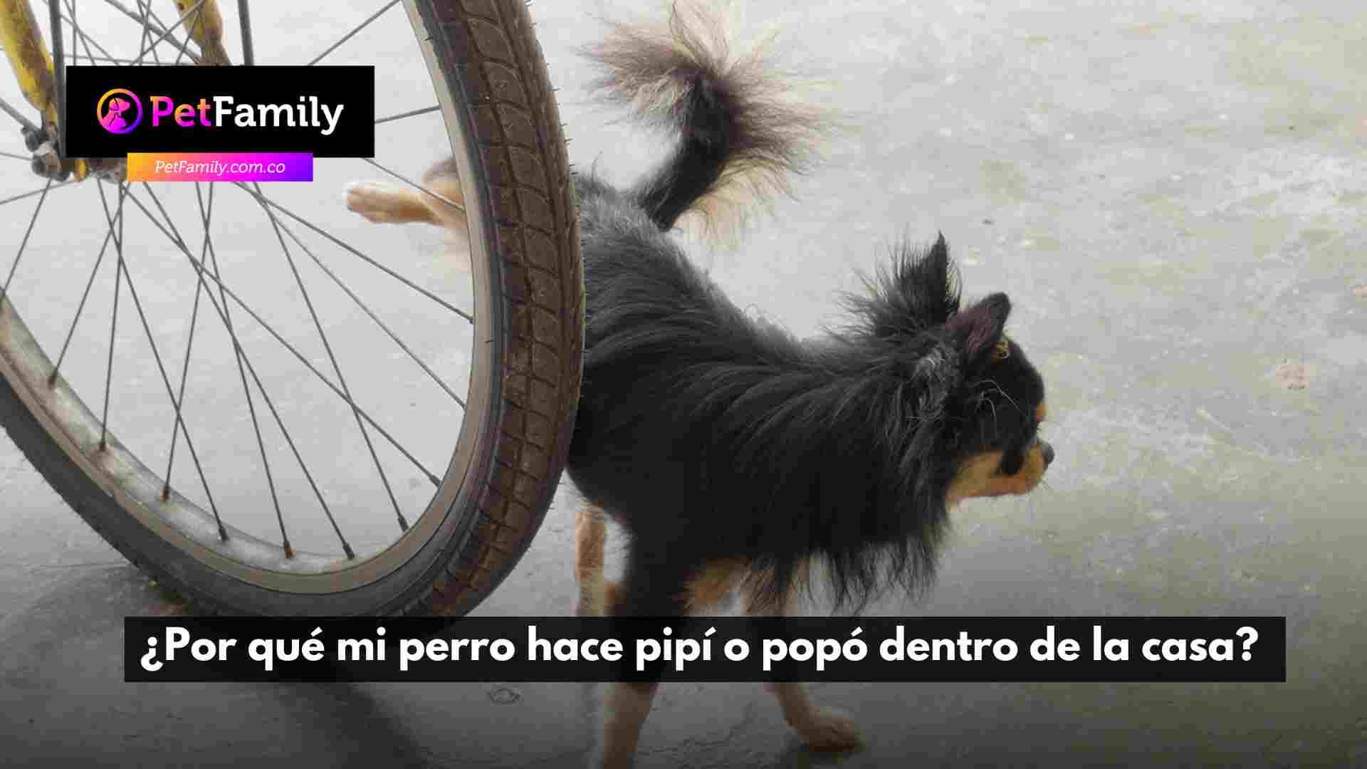 ¿Por qué mi perro hace pipí o popó dentro de la casa?