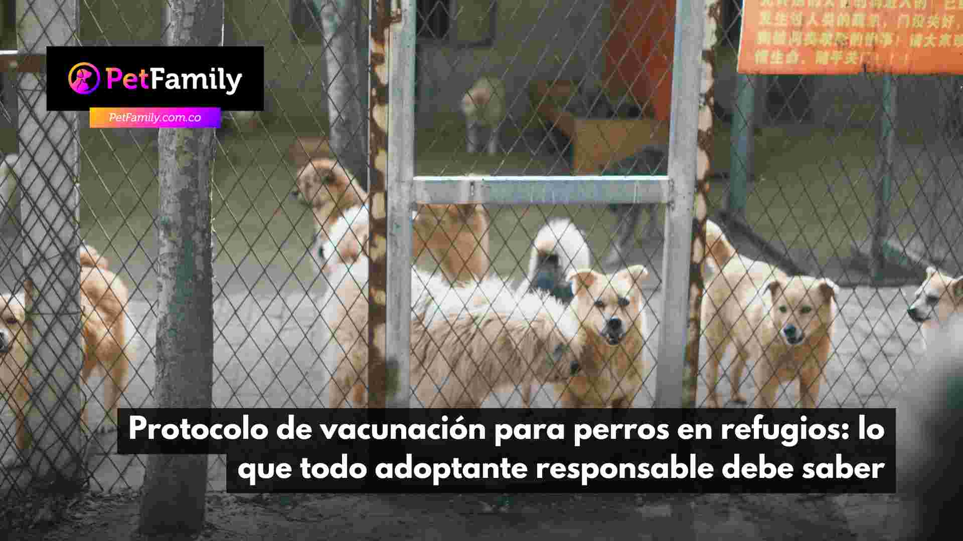 Protocolo de vacunación para perros en refugios: lo que todo adoptante responsable debe saber