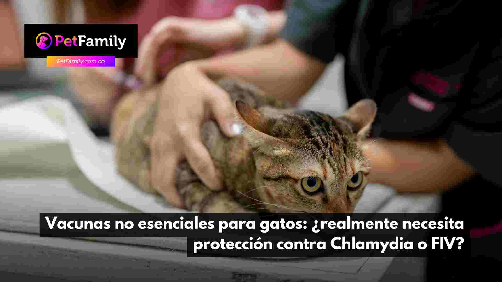 Vacunas no esenciales para gatos: ¿realmente necesita protección contra Chlamydia o FIV?