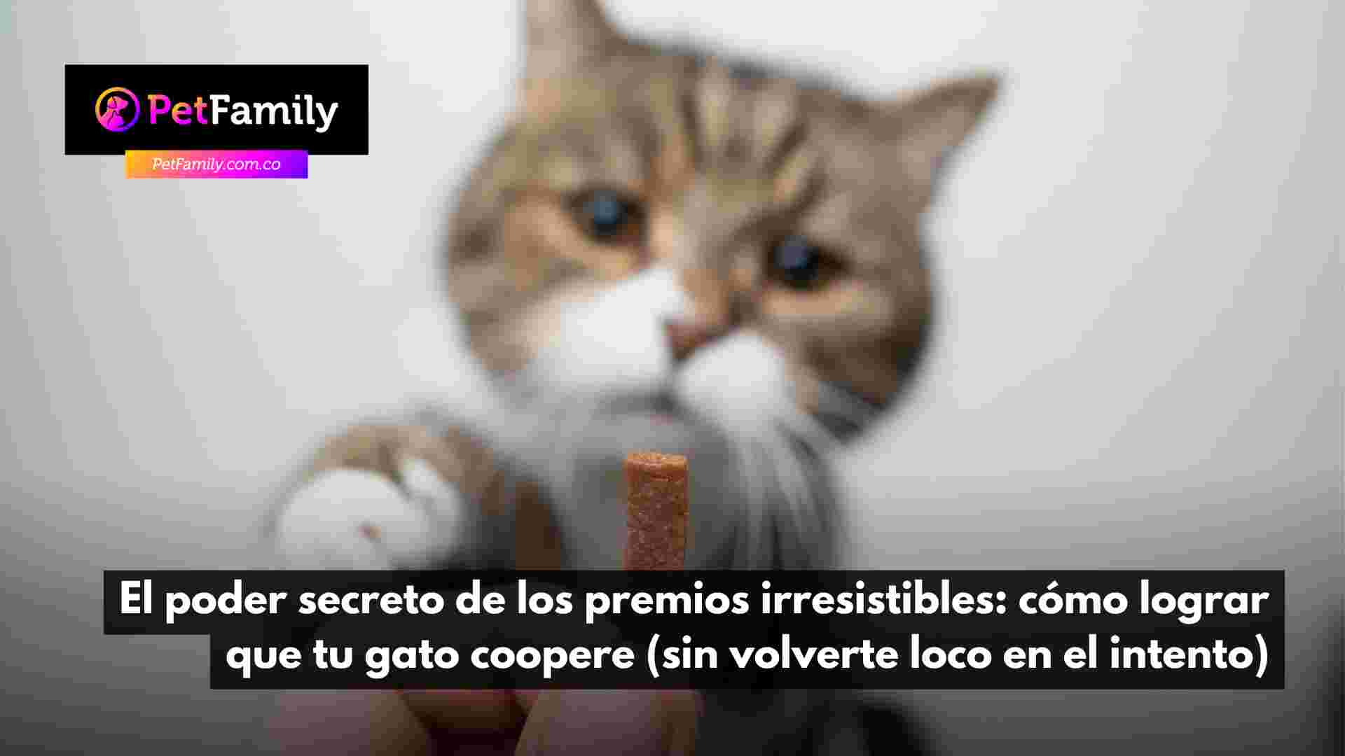 El poder secreto de los premios irresistibles: cómo lograr que tu gato coopere (sin volverte loco en el intento)