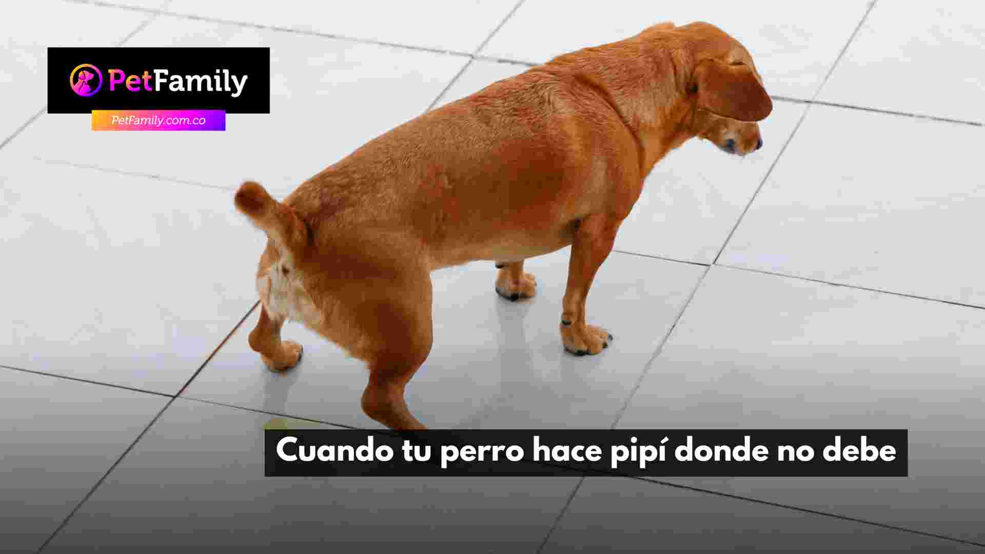 Cuando tu perro hace pipí donde no debe