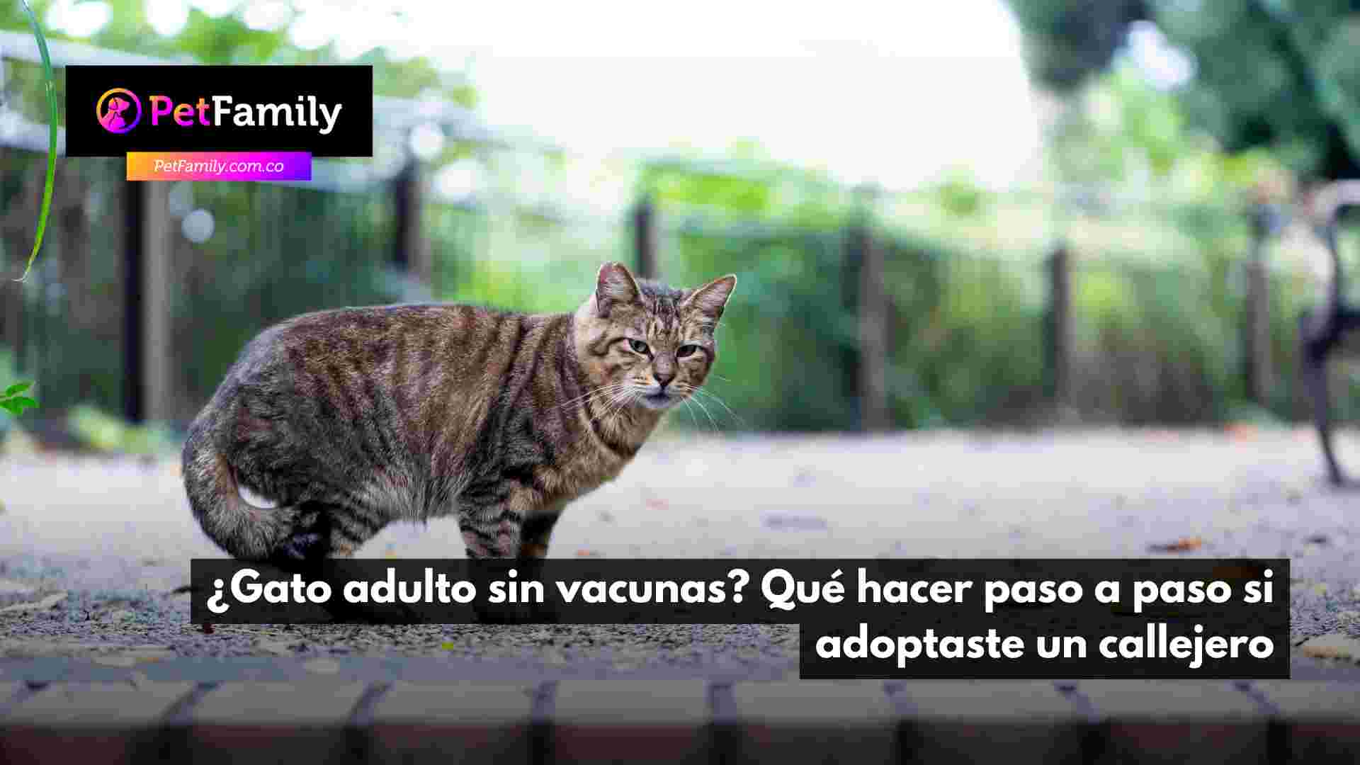 ¿Gato adulto sin vacunas? Qué hacer paso a paso si adoptaste un callejero