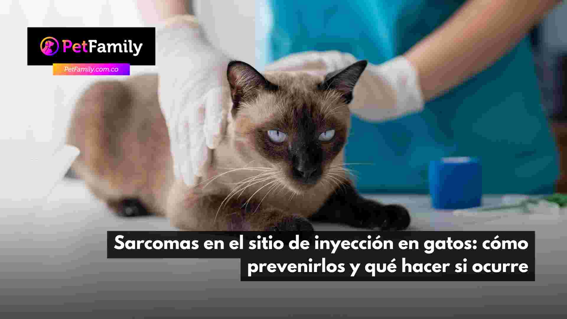 Sarcomas en el sitio de inyección en gatos: cómo prevenirlos y qué hacer si ocurre