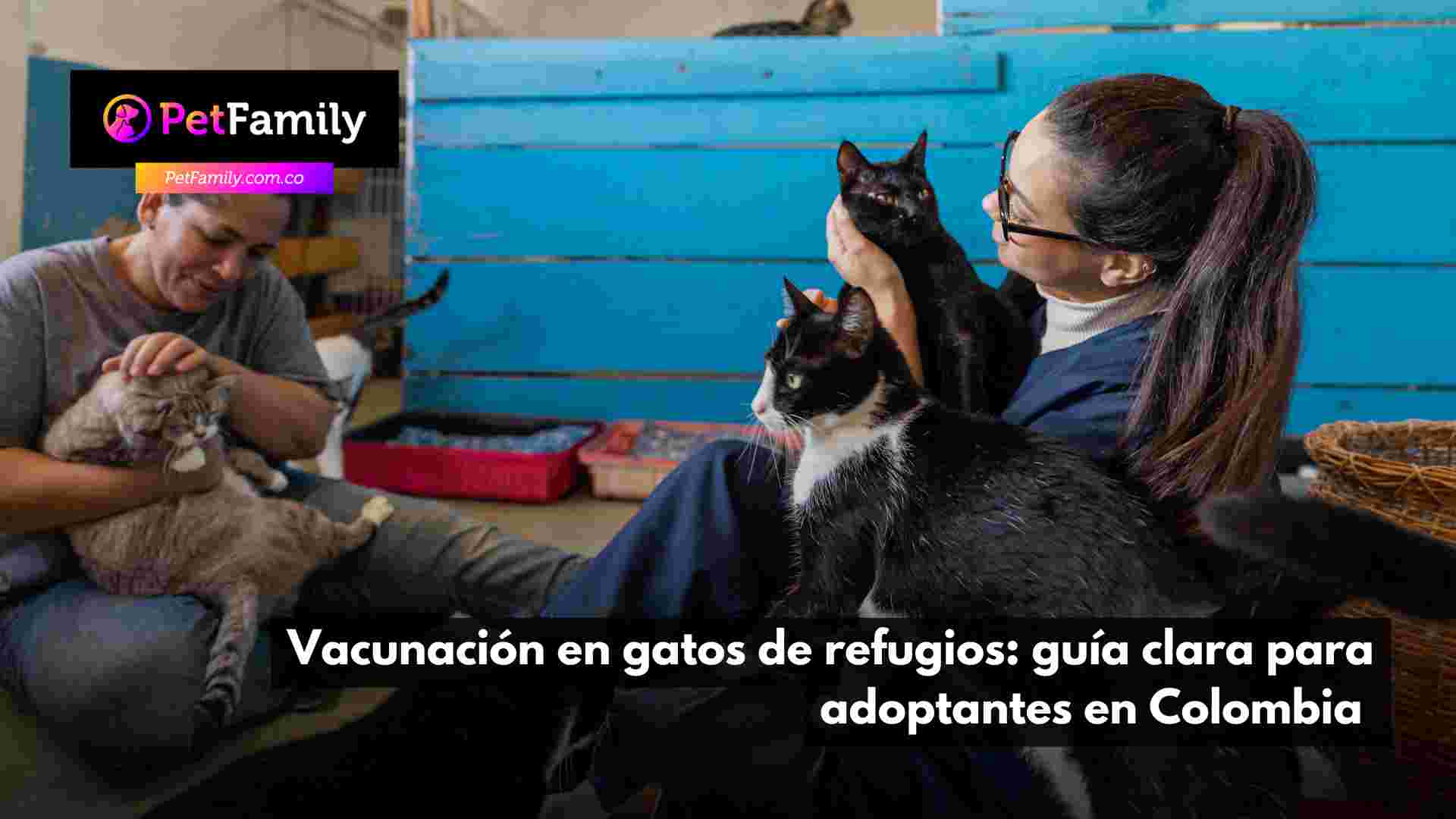 Vacunación en gatos de refugios: guía clara para adoptantes en Colombia 