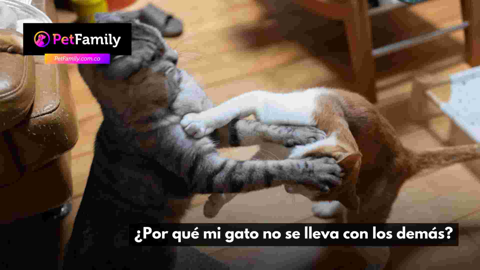 ¿Por qué mi gato no se lleva con los demás?