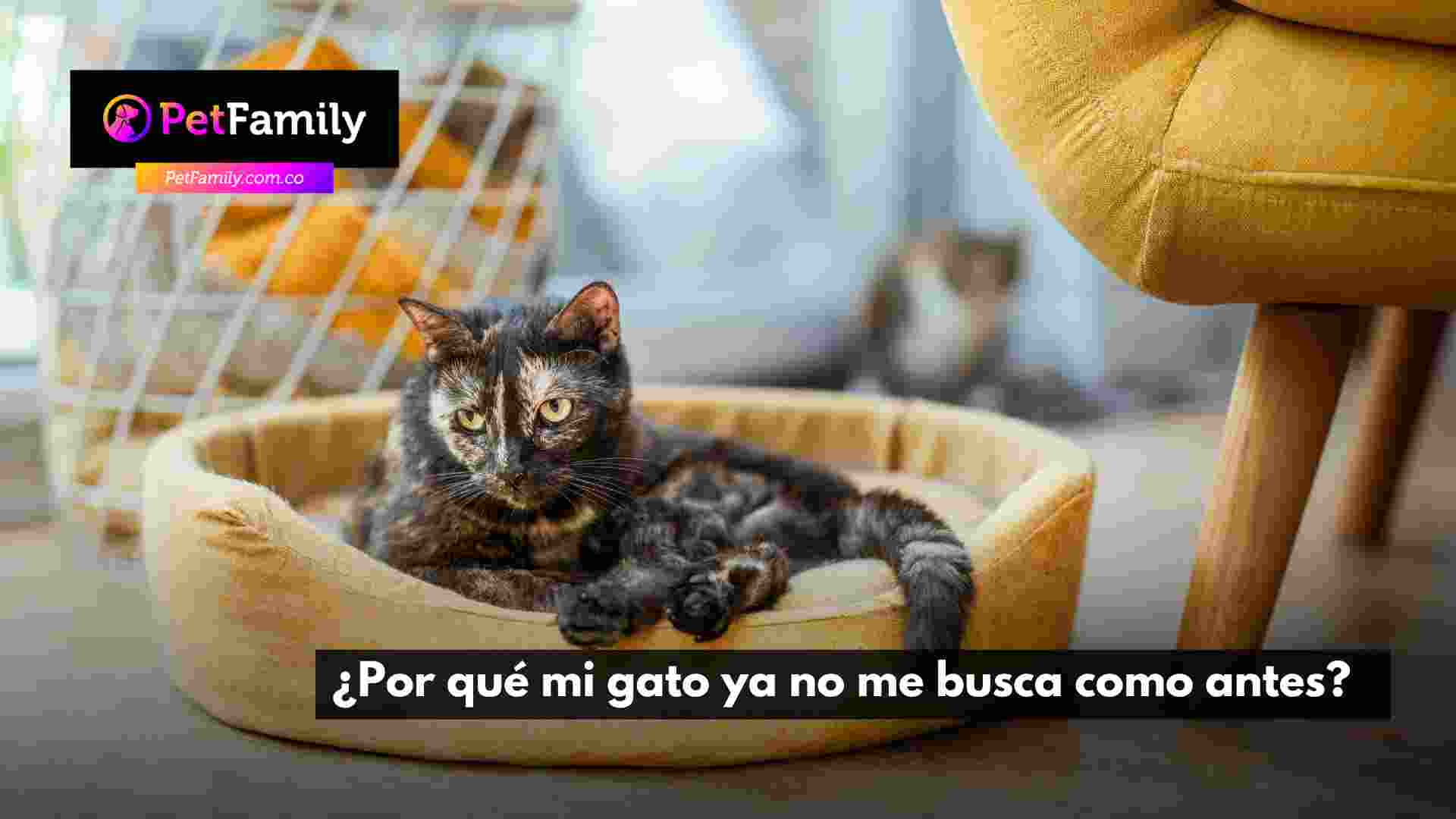 ¿Por qué mi gato ya no me busca como antes?  