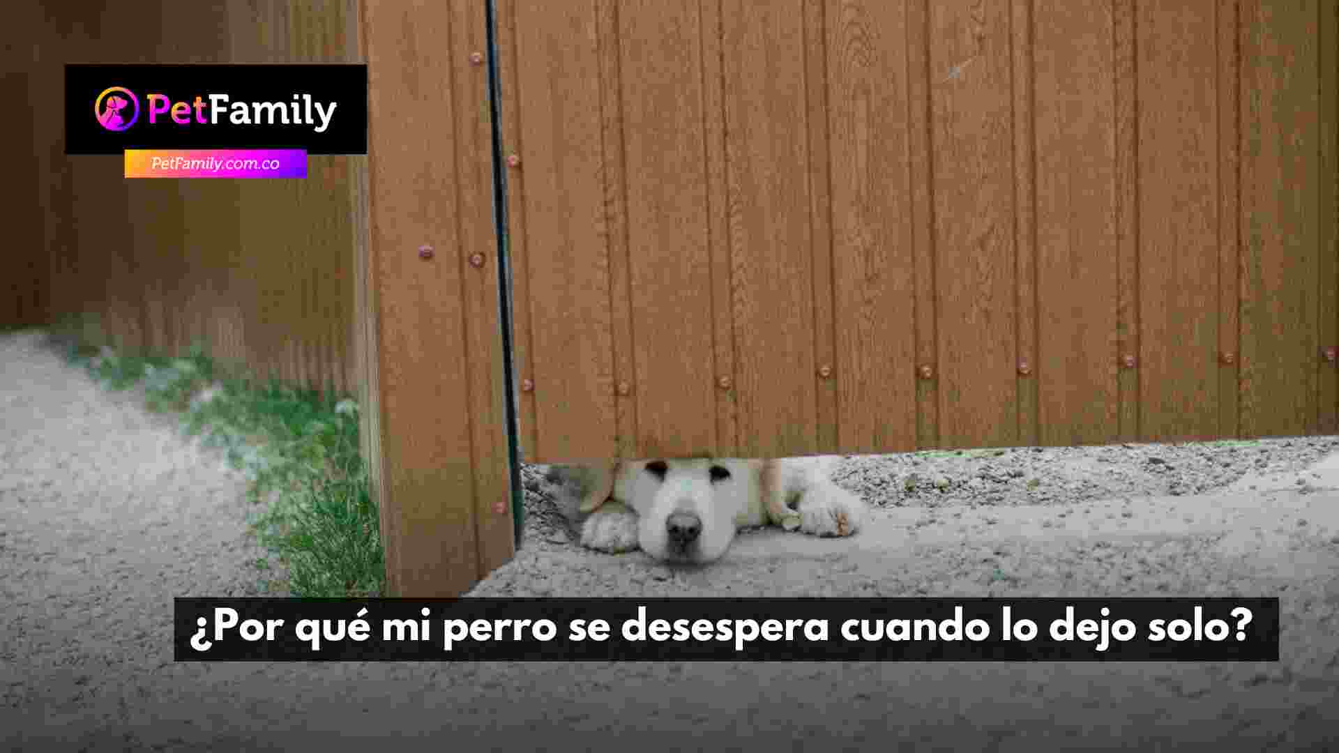 ¿Por qué mi perro se desespera cuando lo dejo solo?
