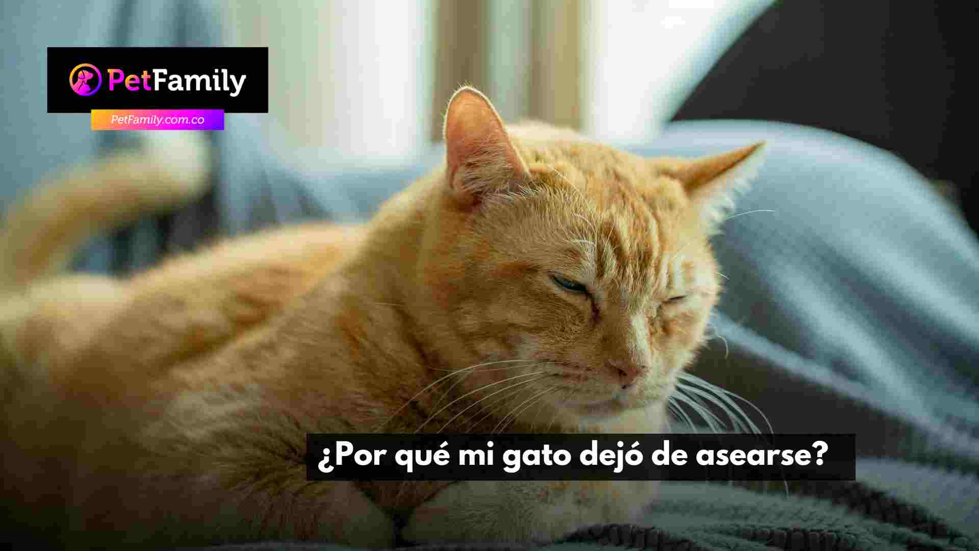 ¿Por qué mi gato dejó de asearse?