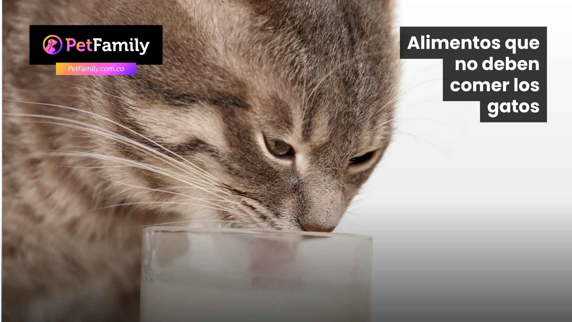 Alimentos que no deben comer los gatos: guía práctica para tutores responsables en Colombia