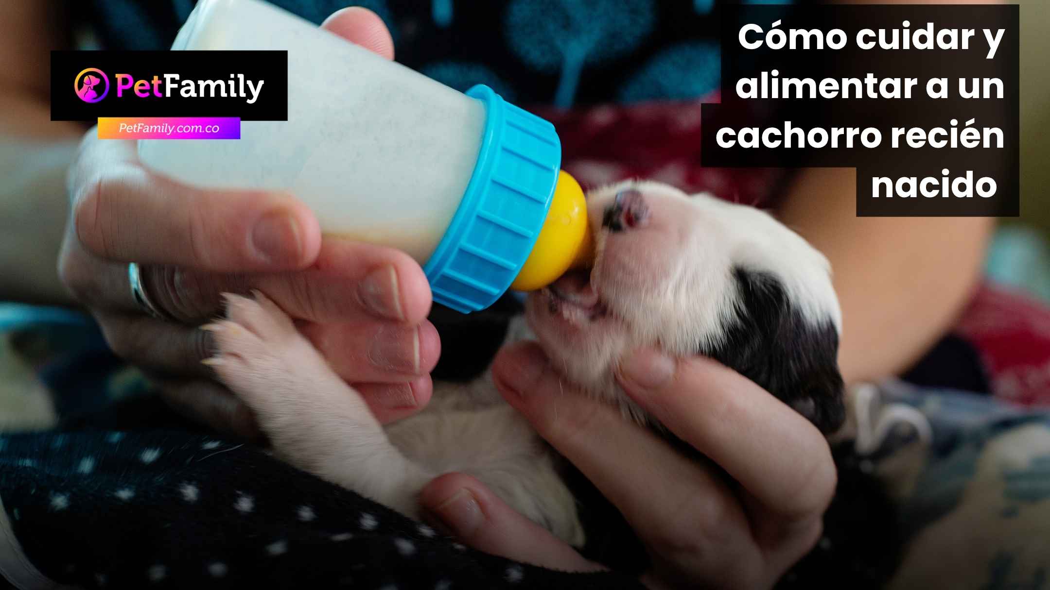 Cómo cuidar y alimentar a un cachorro recién nacido en casa: guía práctica y responsable para tutores en Colombia