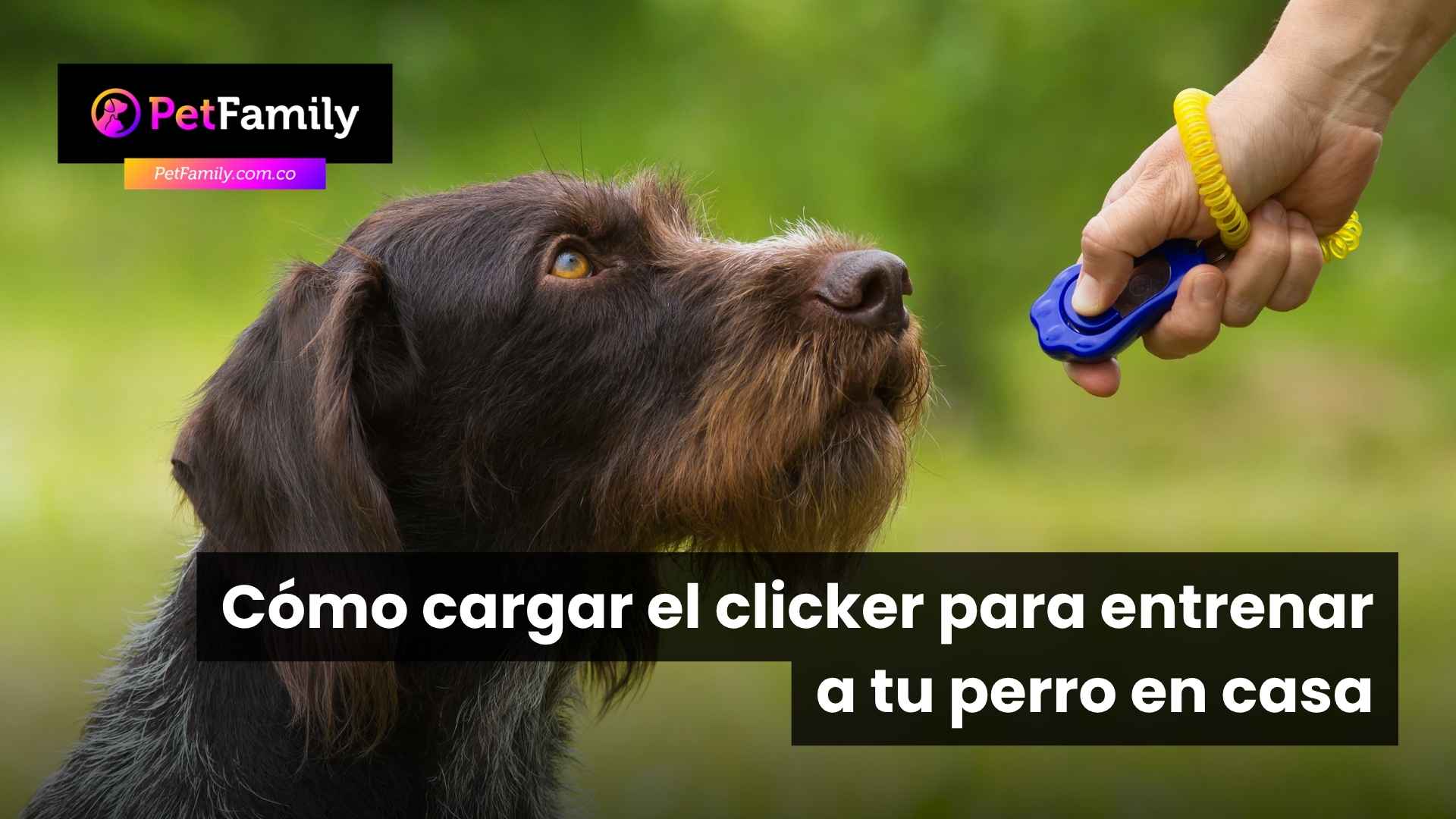 Cómo cargar el clicker para entrenar a tu perro en casa: guía práctica para familias colombianas