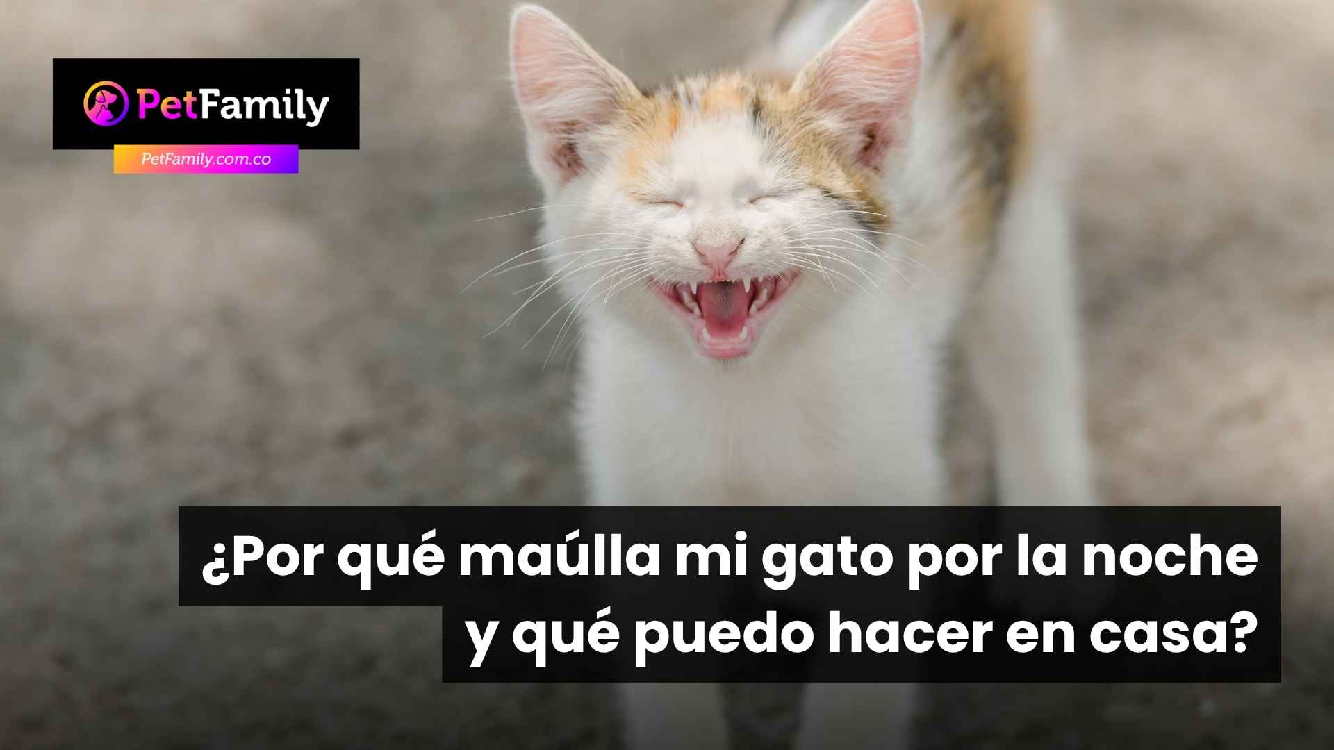 ¿Por qué maúlla mi gato por la noche y qué puedo hacer en casa?