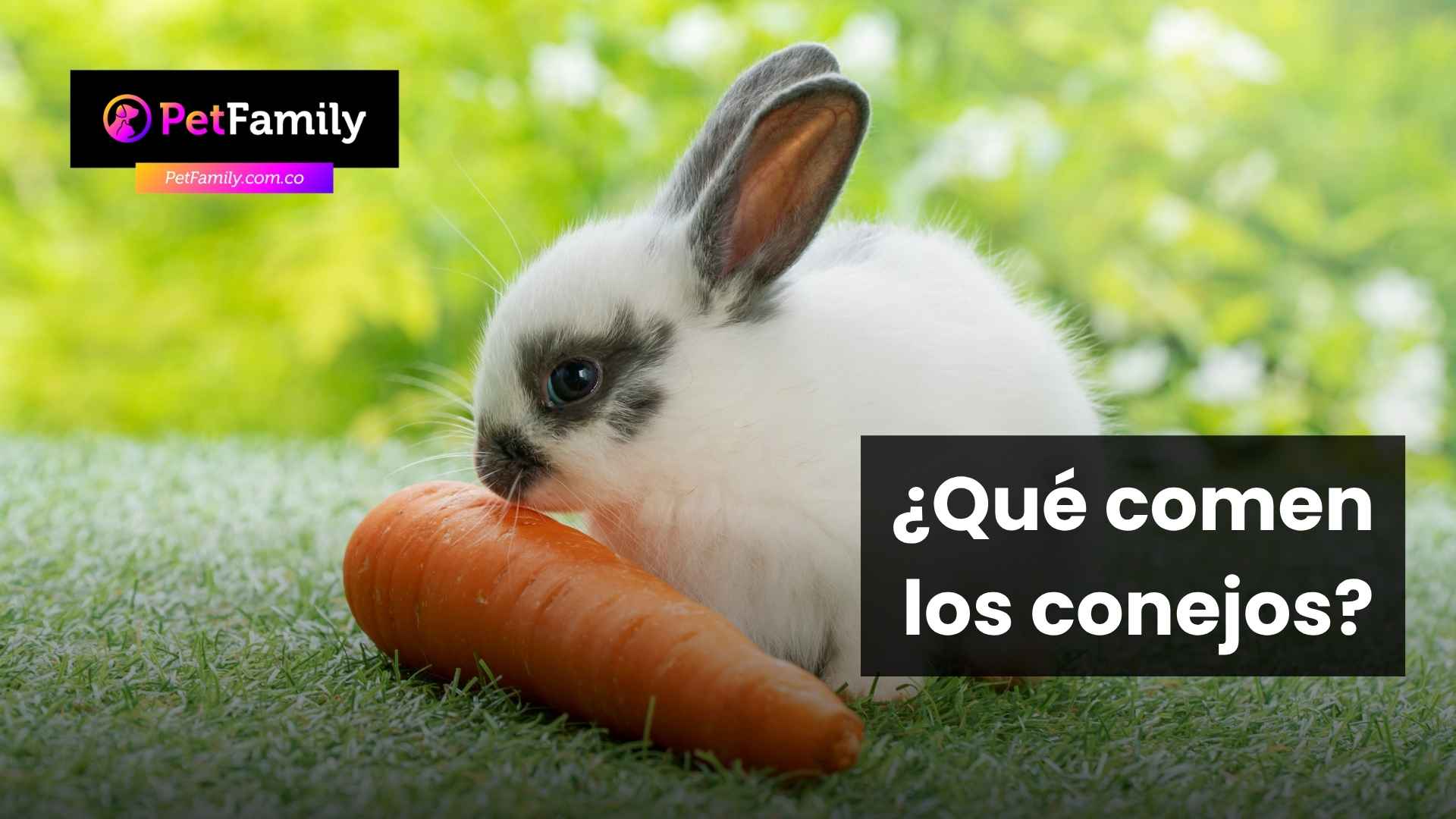 ¿Qué comen los conejos? Guía de alimentación por etapa de vida para familias colombianas