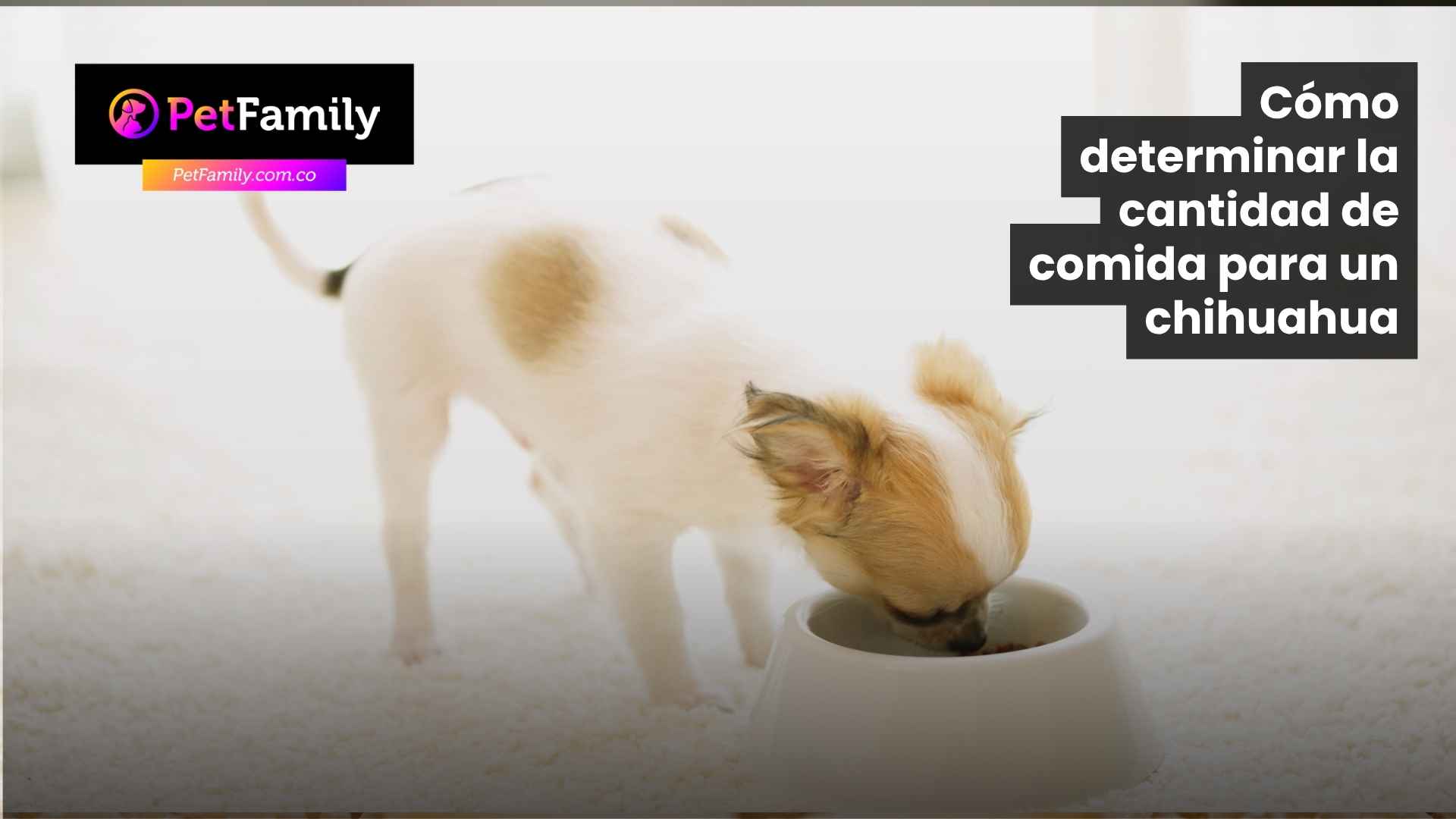 Cómo determinar la cantidad de comida para un chihuahua: guía práctica para familias multiespecie