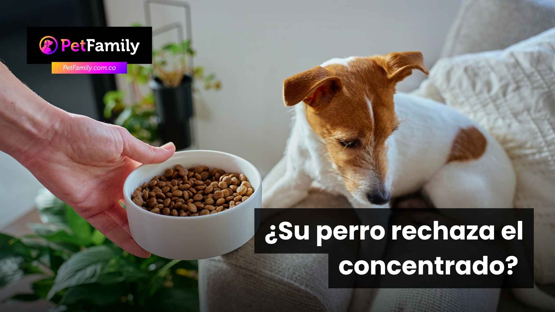 ¿Su perro rechaza el concentrado? Esto es lo que puede estar pasando